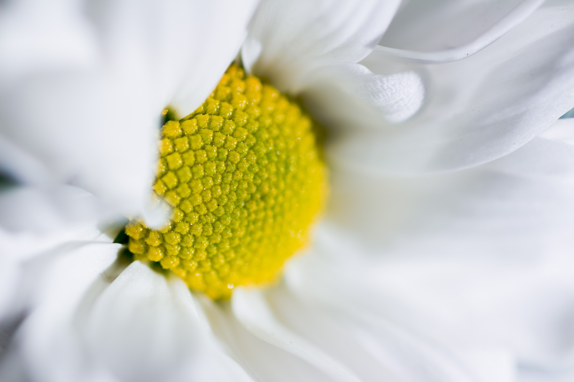 Baixe gratuitamente a imagem Natureza, Flores, Flor, Macro, Flor Branca, Terra/natureza na área de trabalho do seu PC