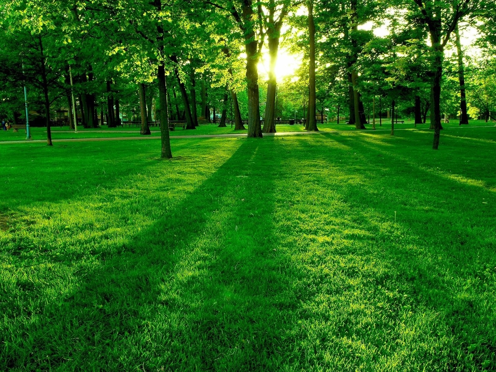 3247 скачать обои деревья, зеленые, пейзаж, трава, солнце - заставки и картинки бесплатно