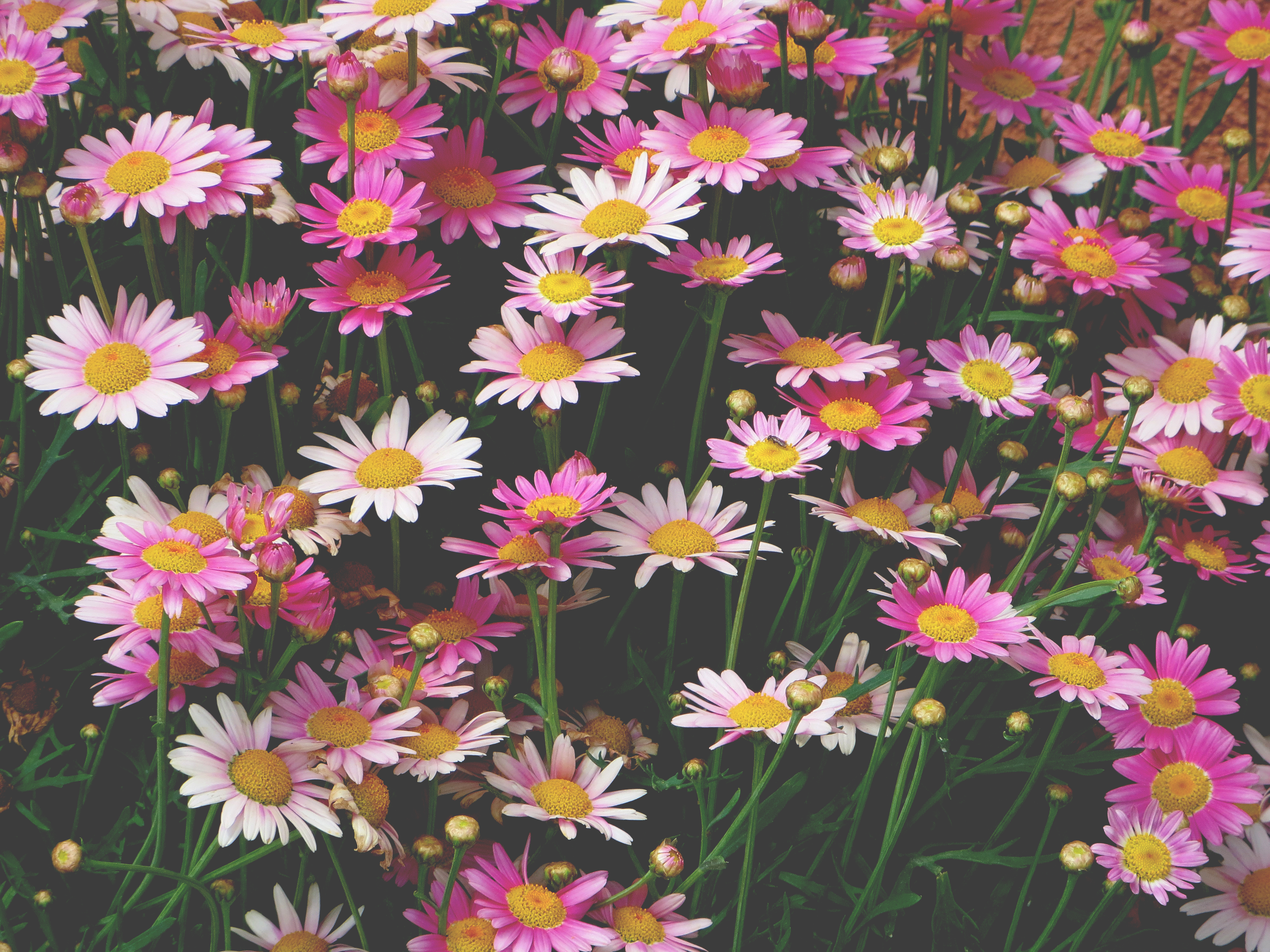 Free download wallpaper Flowers, Pink, Flower Bed, Flowerbed, Camomile on your PC desktop