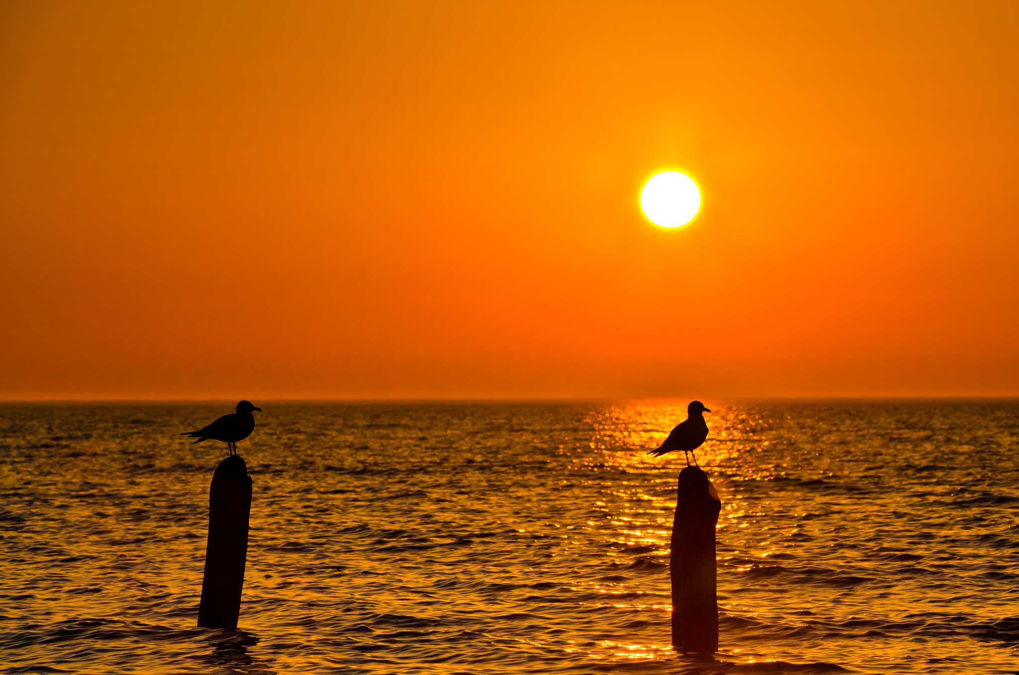 Free download wallpaper Birds, Animal, Seagull on your PC desktop