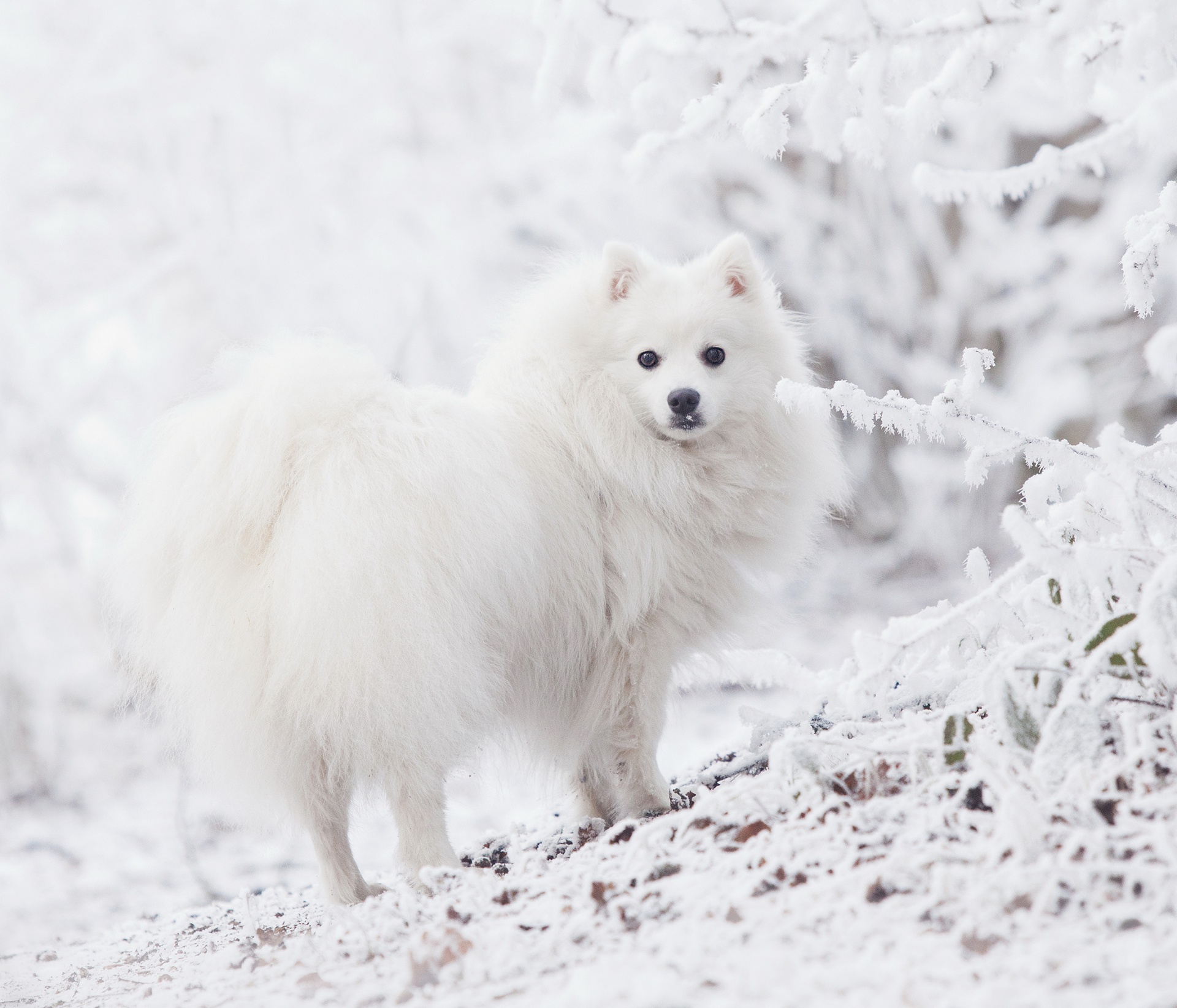 Download mobile wallpaper Winter, Dogs, Snow, Dog, Animal, Spitz for free.