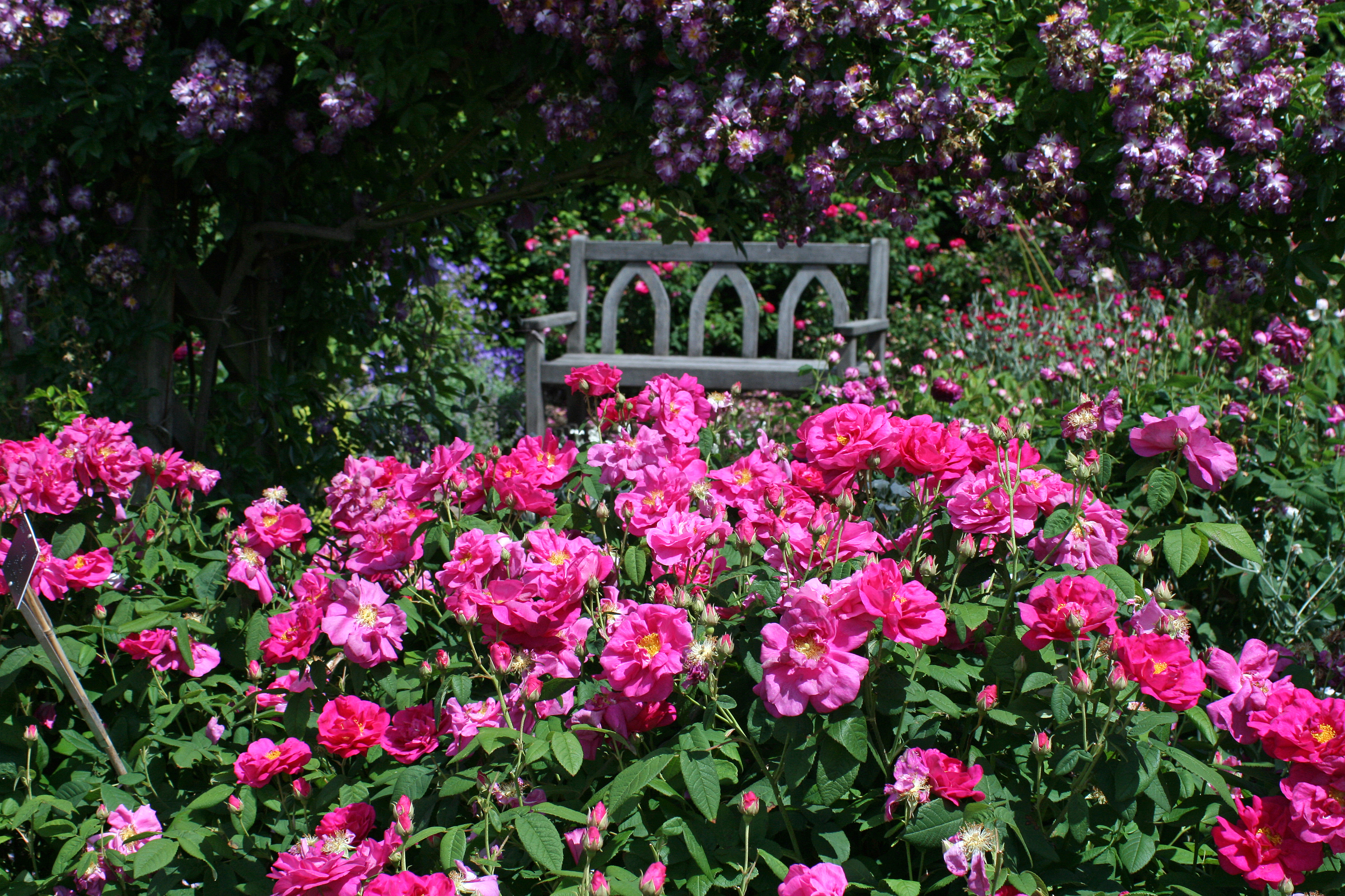 Download mobile wallpaper Nature, Flower, Rose, Garden, Bench, Man Made, Pink Flower, Rose Bush for free.