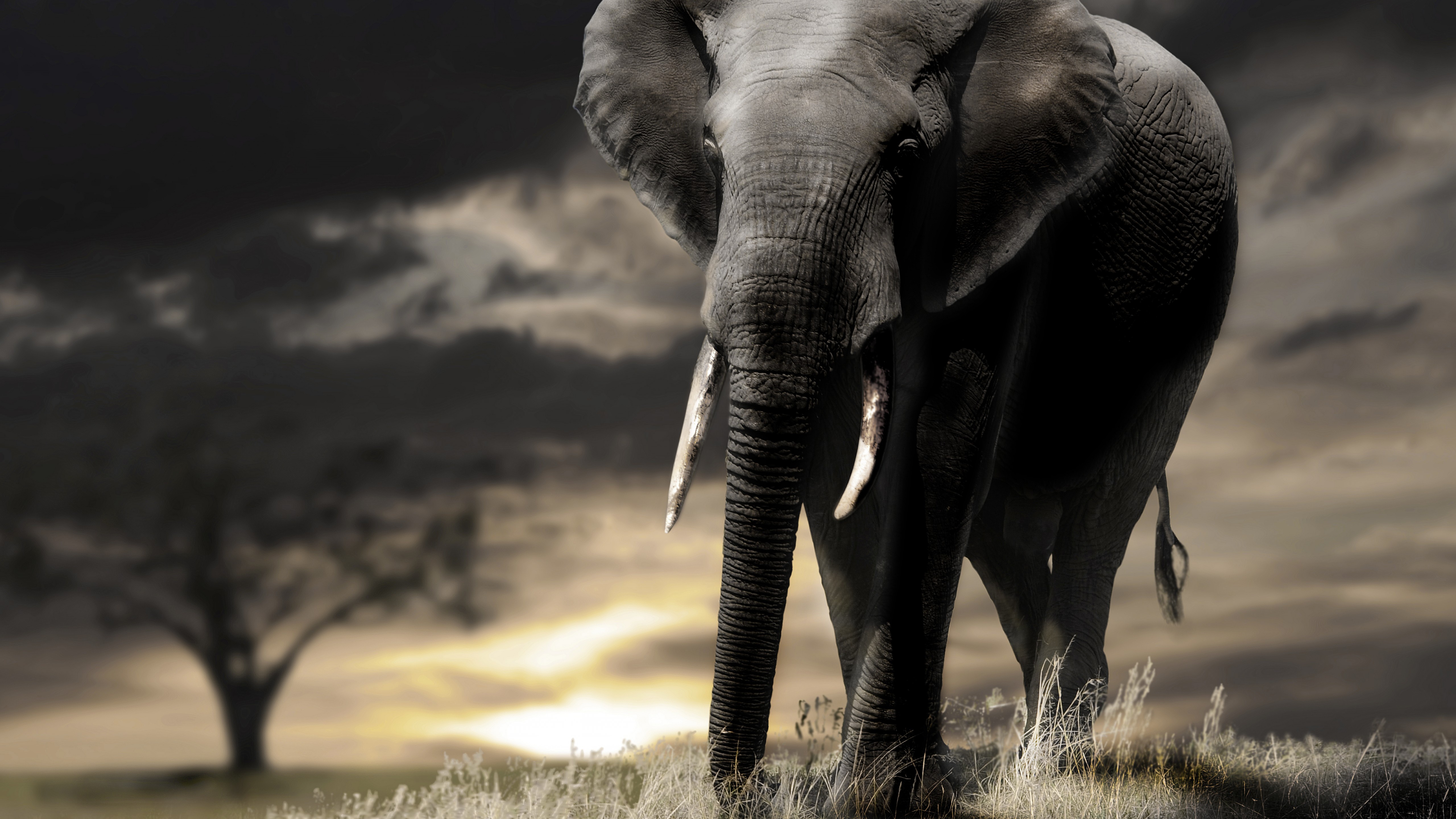 Download mobile wallpaper Elephants, Animal, African Bush Elephant for free.
