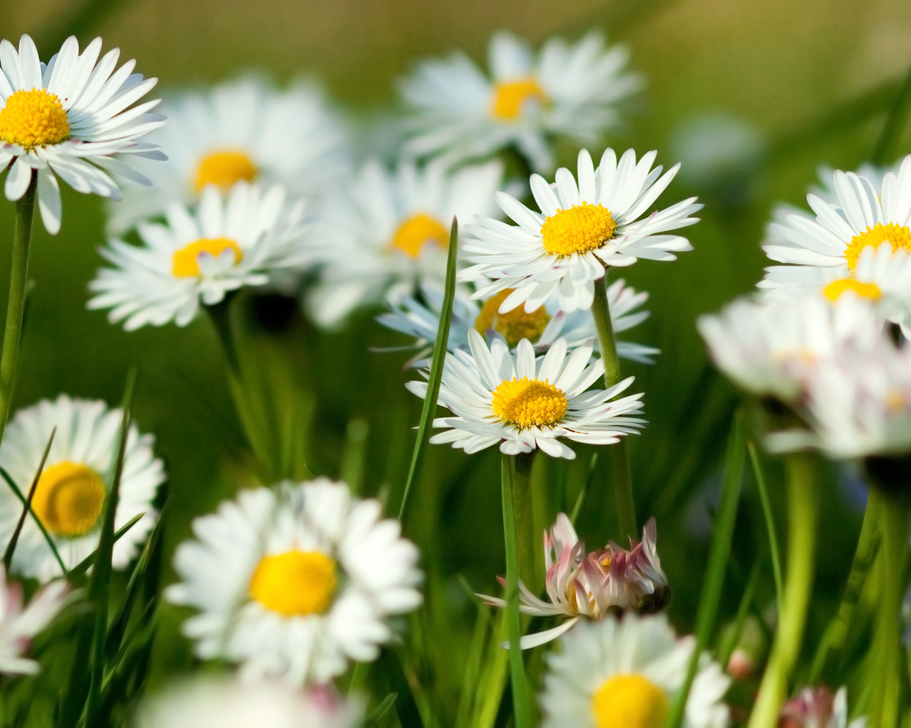 Download mobile wallpaper Camomile, Plants for free.