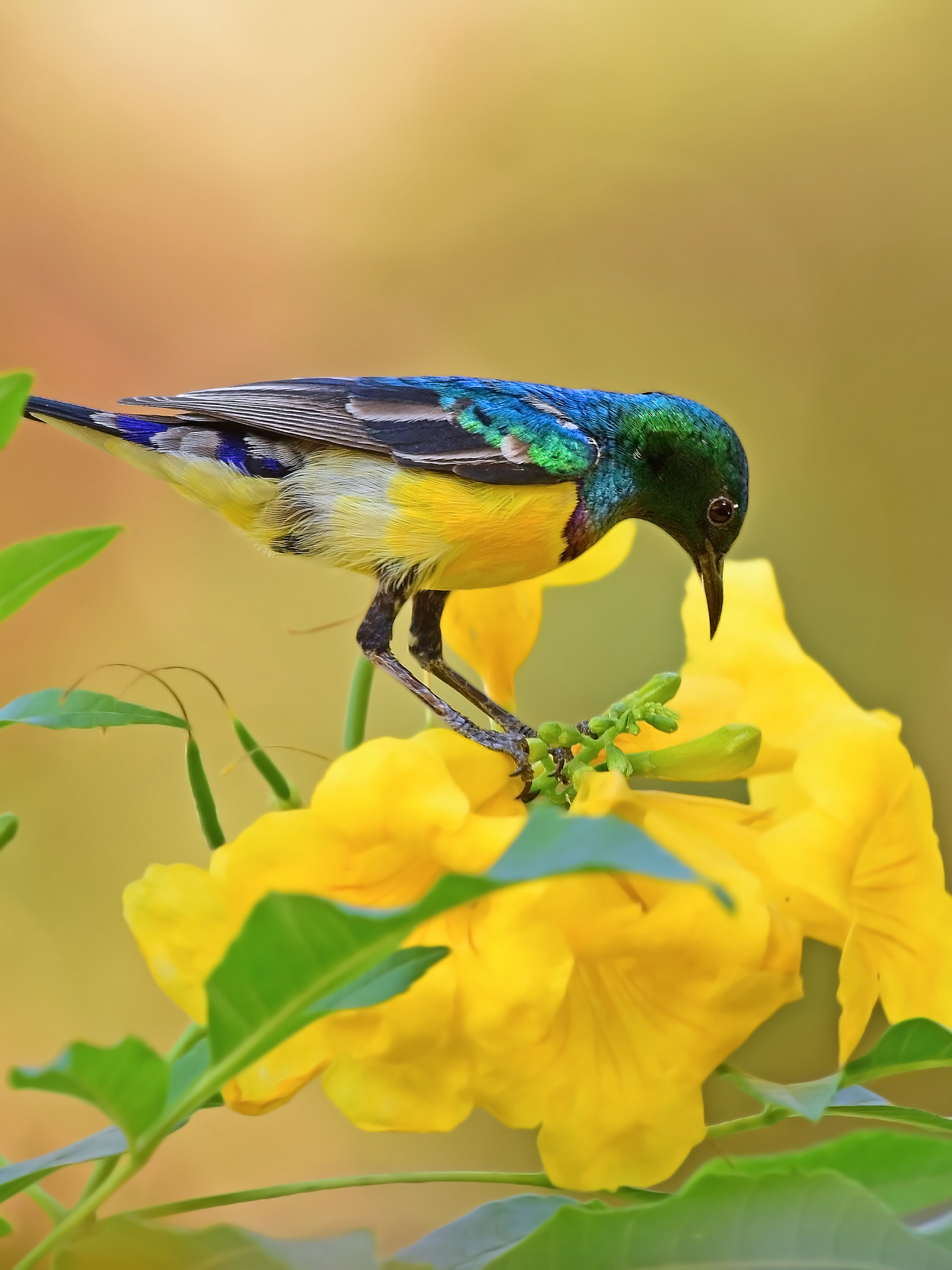1181284 Hintergrundbild herunterladen tiere, sonnenvogel, vogel, gelbe blume, sperling, vögel - Bildschirmschoner und Bilder kostenlos
