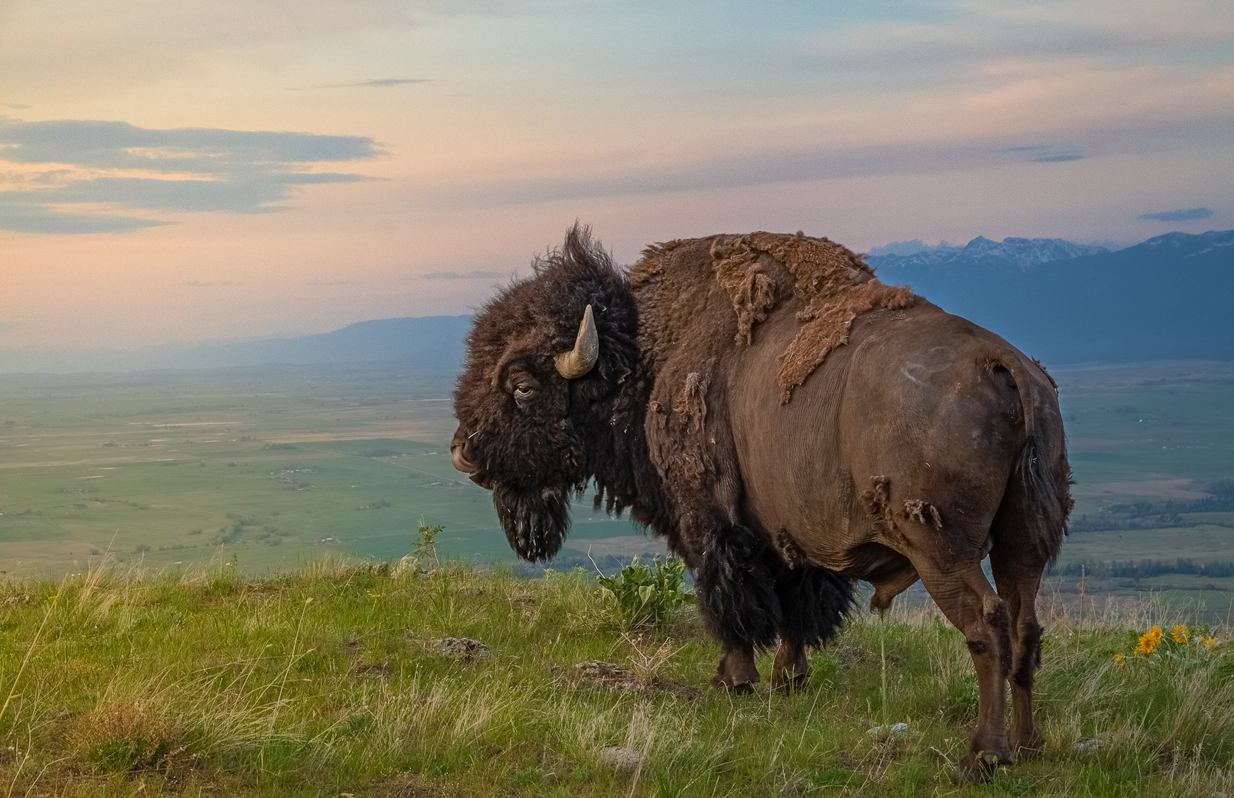 1475013 Hintergrundbild herunterladen tiere, amerikanischer bison - Bildschirmschoner und Bilder kostenlos