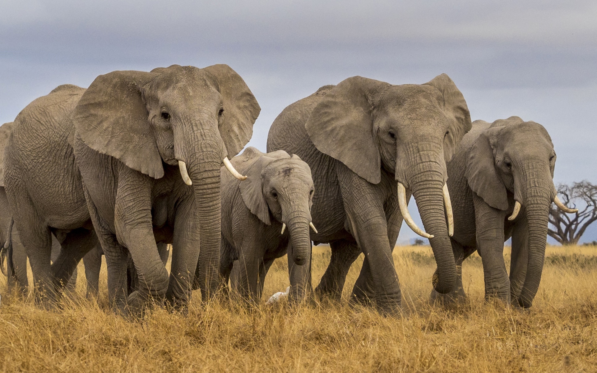 Baixar papel de parede para celular de Animais, Elefantes, Animal Bebê, Elefante Da Savana gratuito.