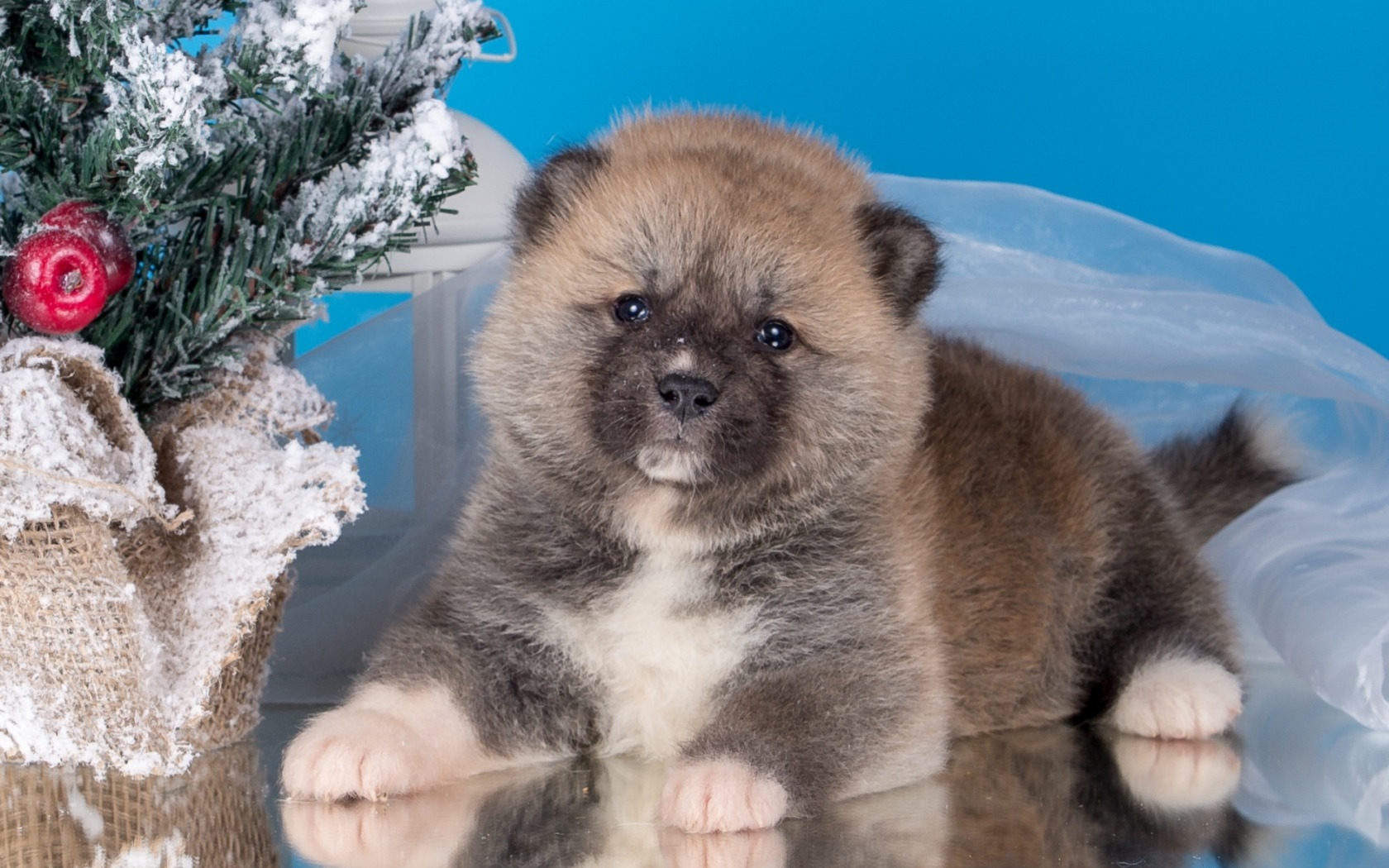 Téléchargez gratuitement l'image Animaux, Chiens, Chiot sur le bureau de votre PC