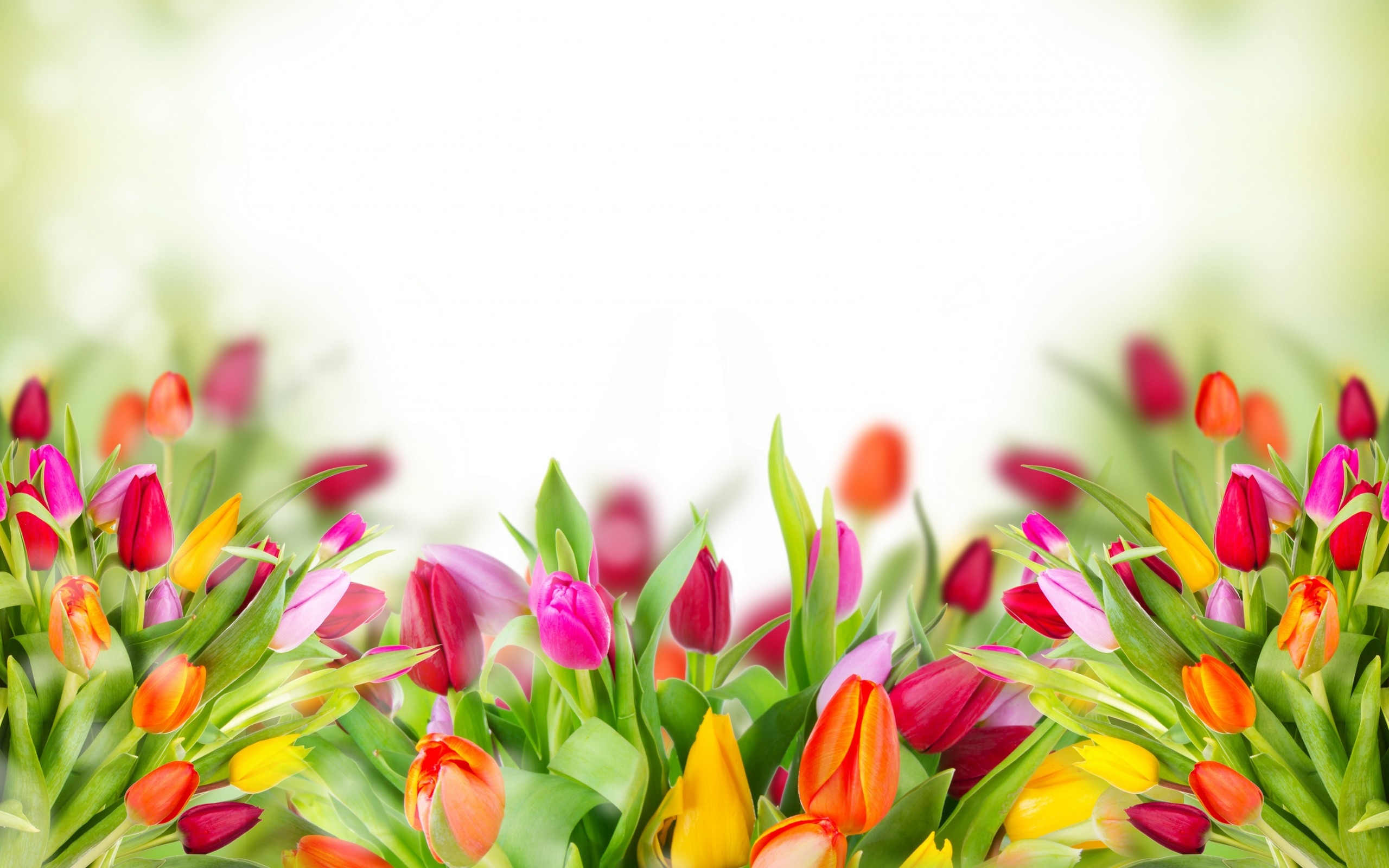 Скачати мобільні шпалери Квітка, Земля, Барвистий, Тюльпан, Флауерзи безкоштовно.