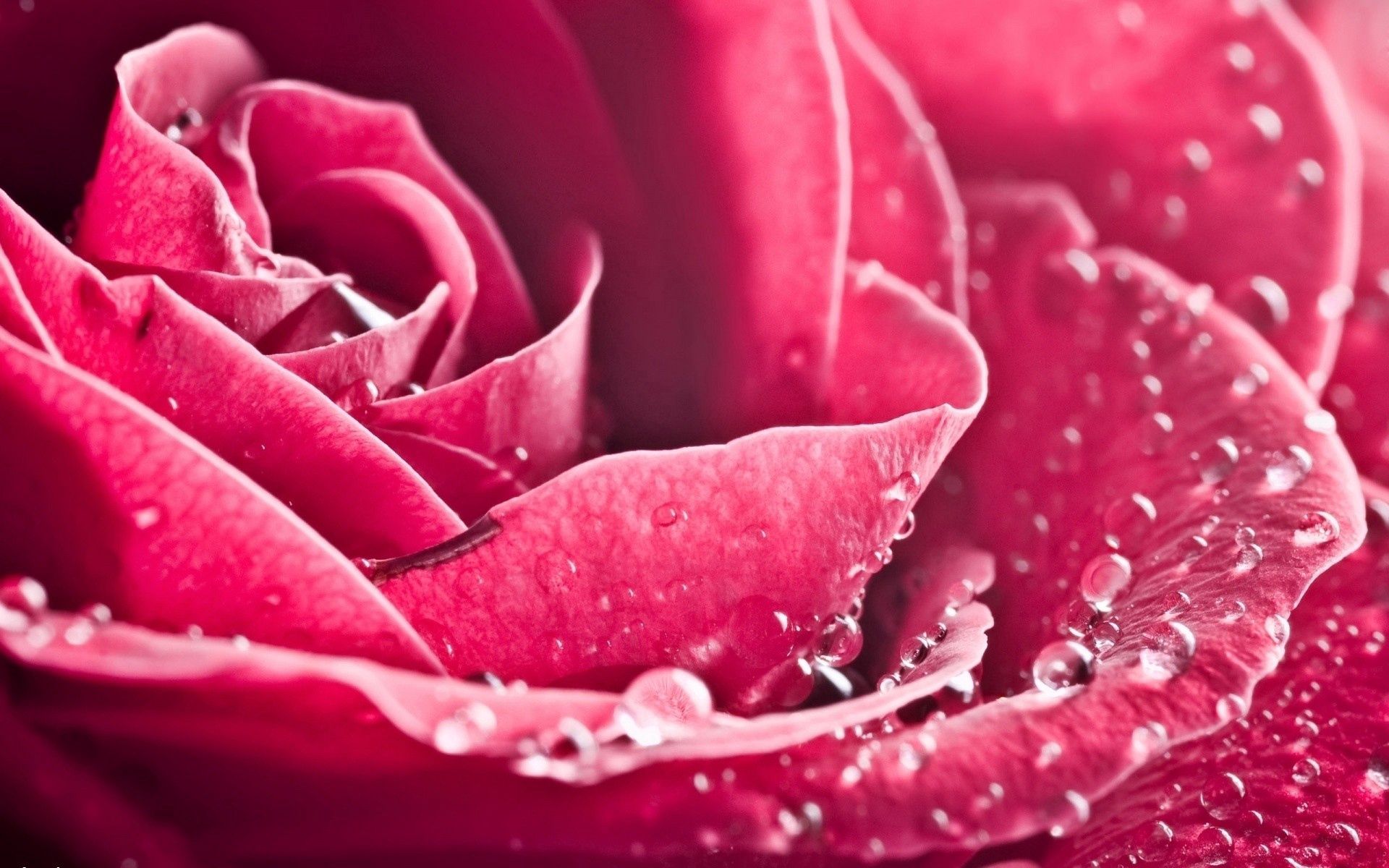Скачати мобільні шпалери Макрос, Макро, Пелюстки, Рожевий, Роза, Троянда, Квітка безкоштовно.