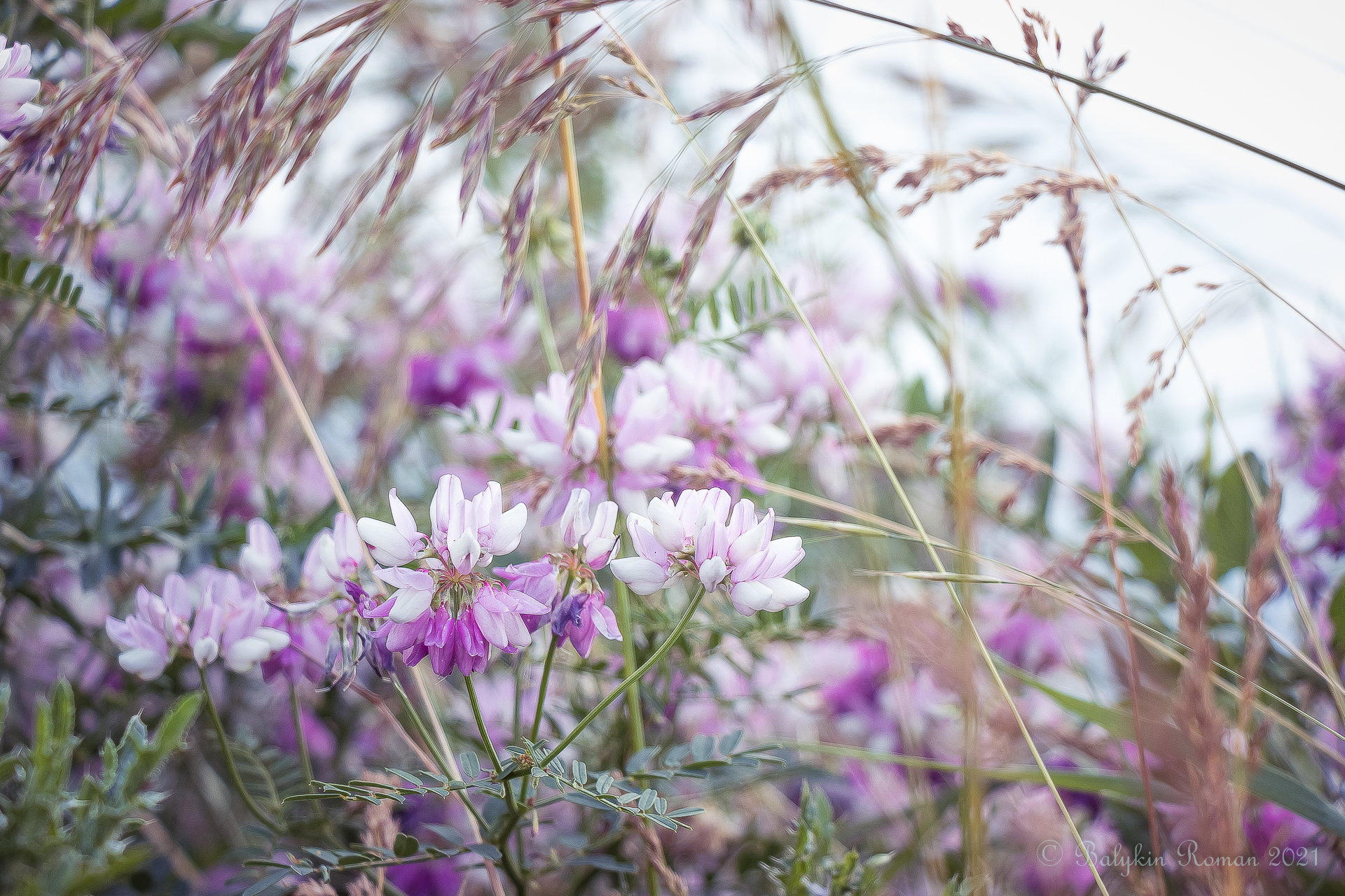 Descarga gratis la imagen Flores, Flor, Tierra/naturaleza en el escritorio de tu PC