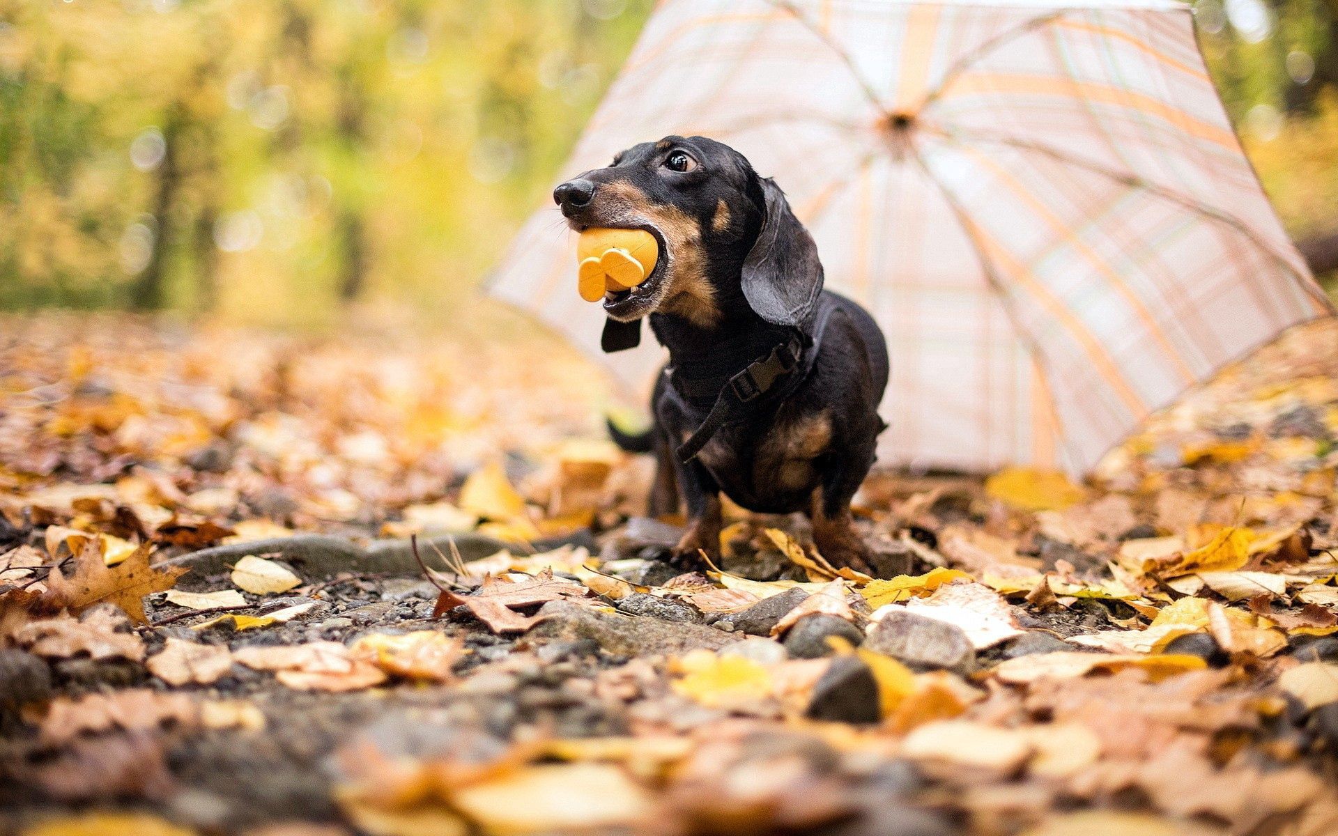 Download mobile wallpaper Dog, Animals, Autumn, Toy, Umbrella for free.