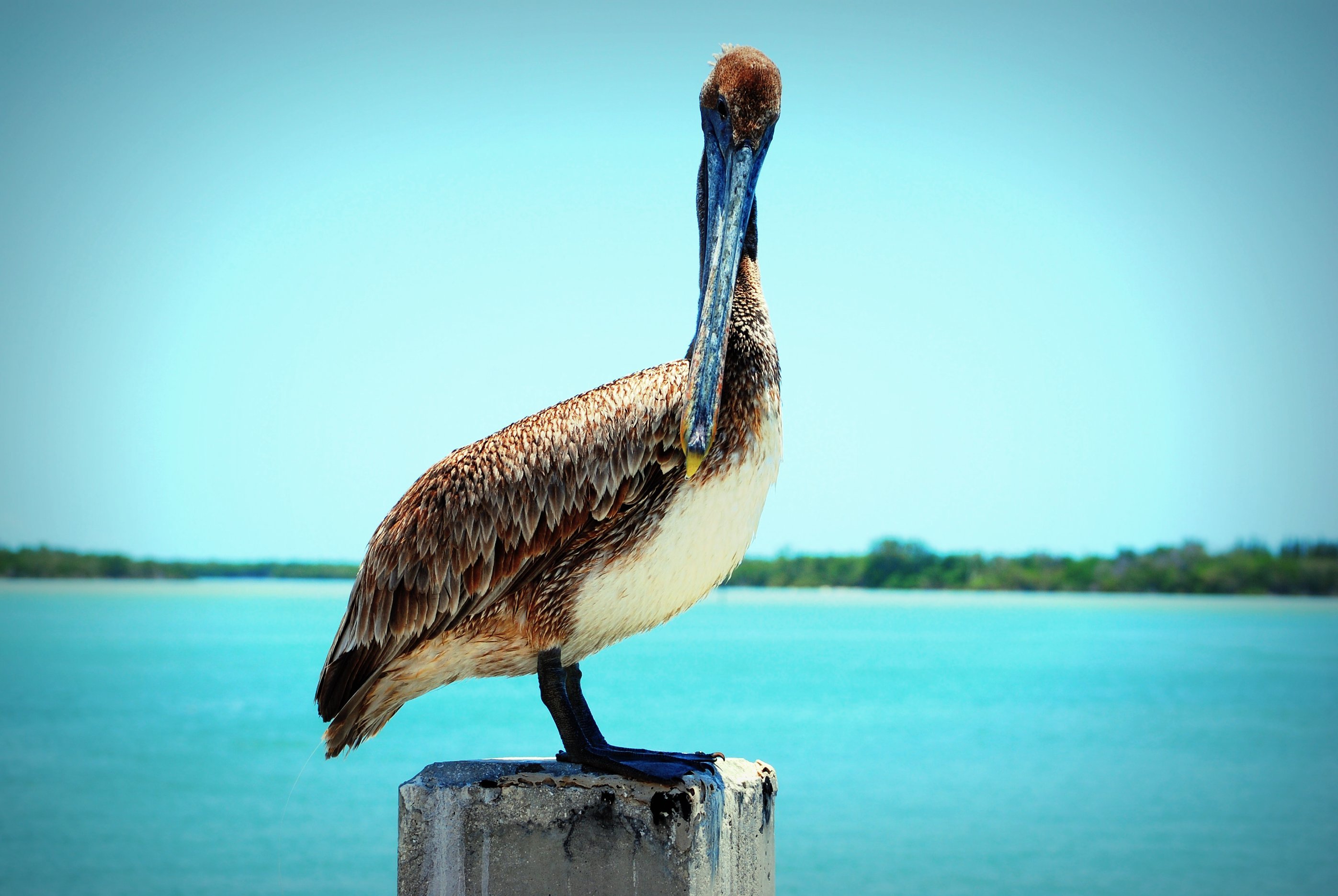 Laden Sie das Tiere, Vögel, Pelikan-Bild kostenlos auf Ihren PC-Desktop herunter