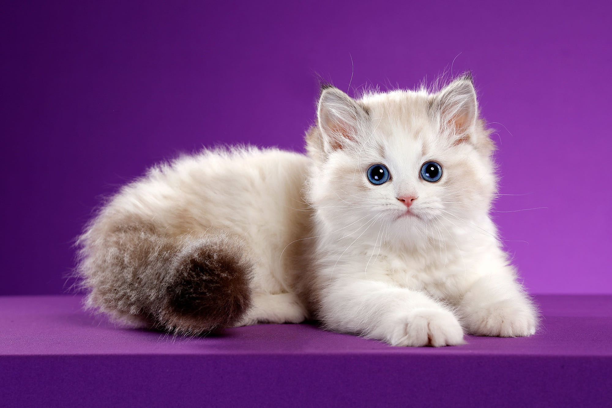 Baixe gratuitamente a imagem Animais, Gatos, Gato, Gatinho, Animal Bebê na área de trabalho do seu PC
