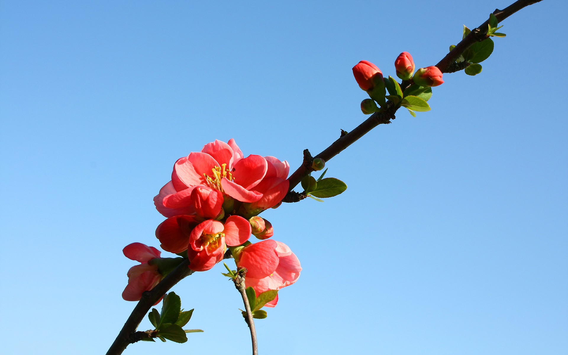 Free download wallpaper Flowers, Earth, Blossom on your PC desktop