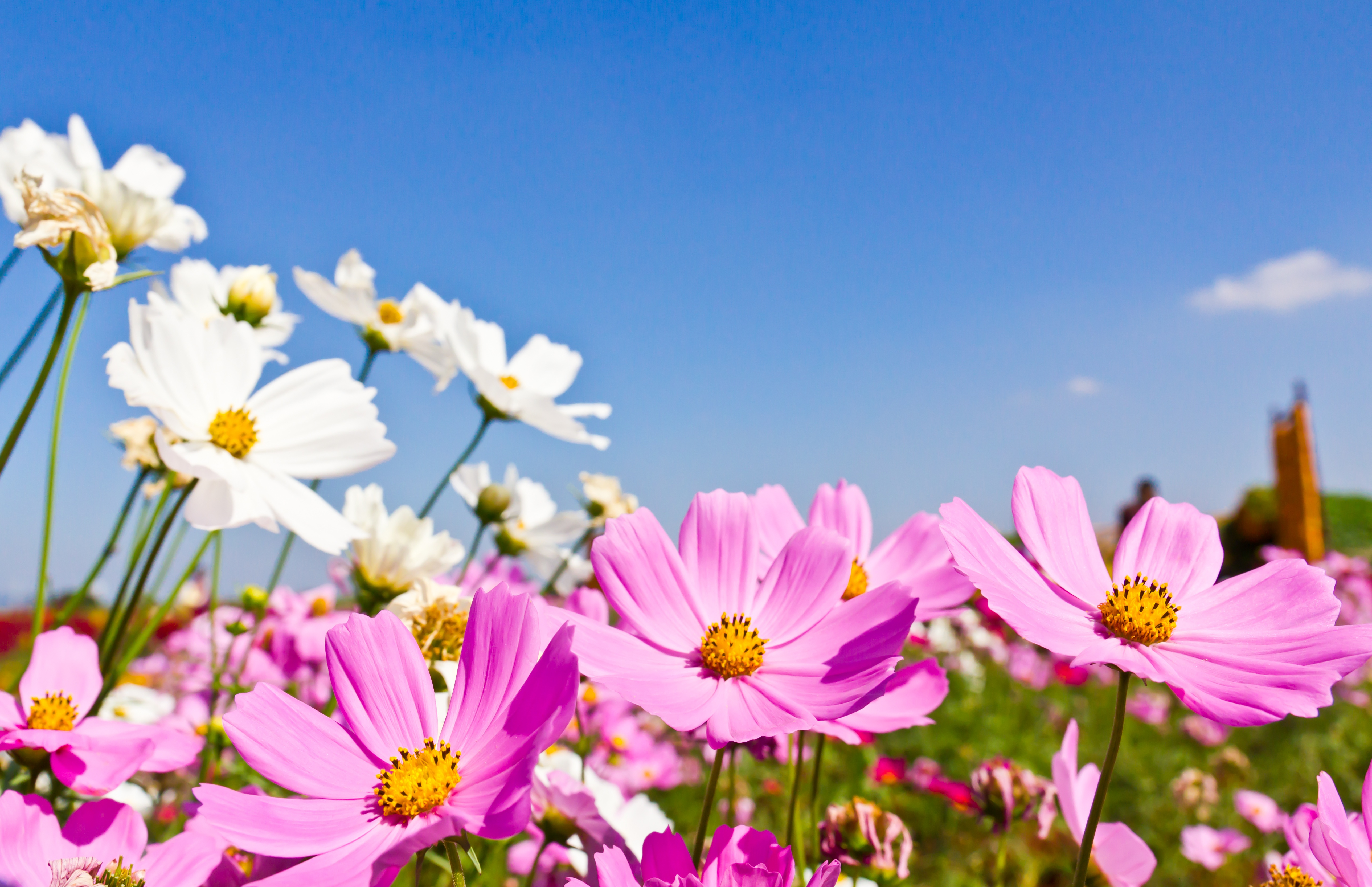 Descarga gratis la imagen Naturaleza, Flores, Verano, Flor, Flor Rosa, Cosmos, Flor Blanca, Tierra/naturaleza en el escritorio de tu PC