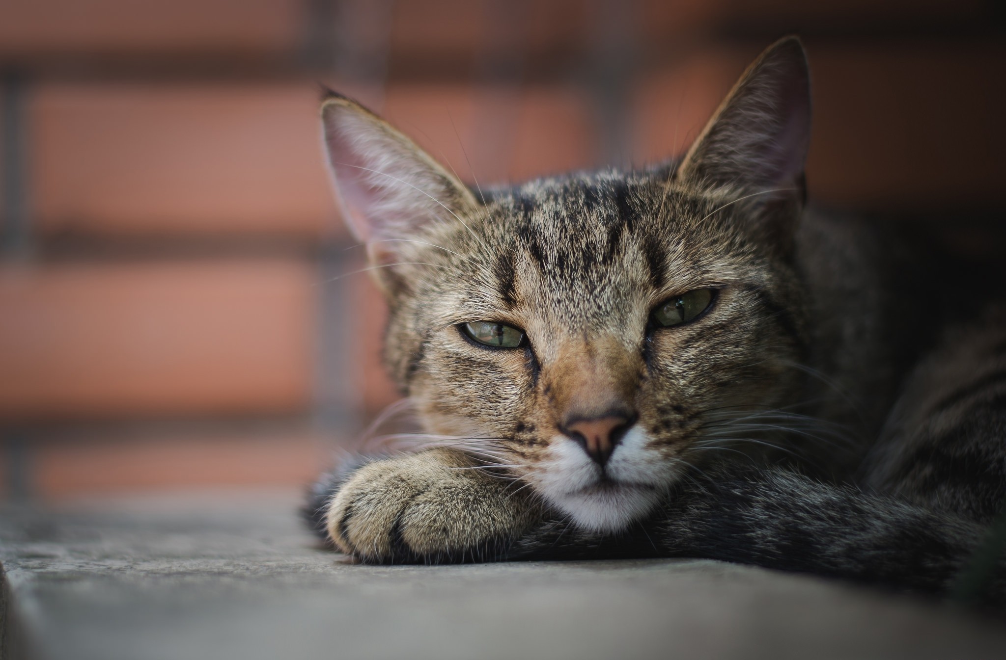 Laden Sie das Katze, Katzen, Tiere-Bild kostenlos auf Ihren PC-Desktop herunter