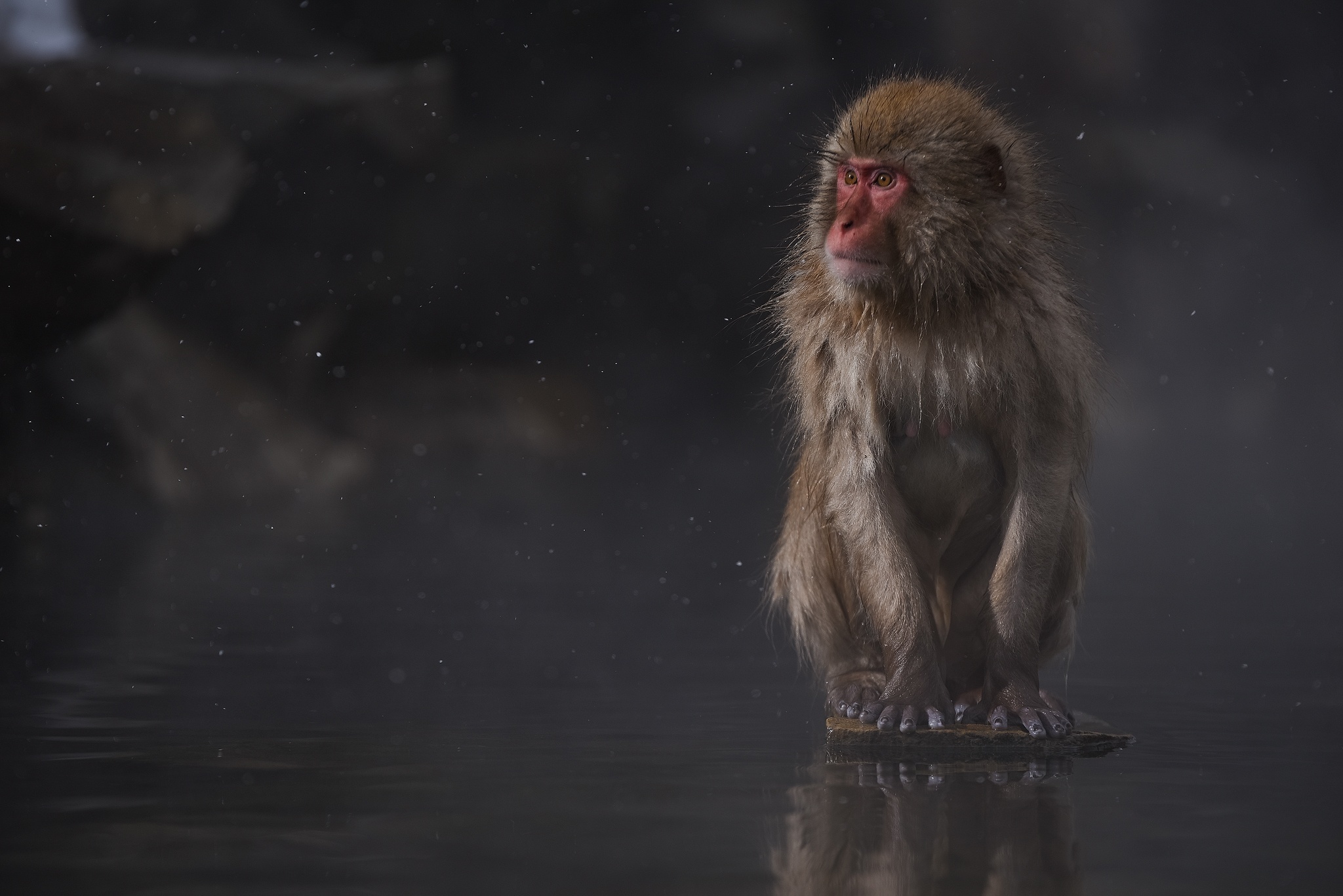 Laden Sie das Tiere, Primas, Affen, Spiegelung, Japanmakak-Bild kostenlos auf Ihren PC-Desktop herunter