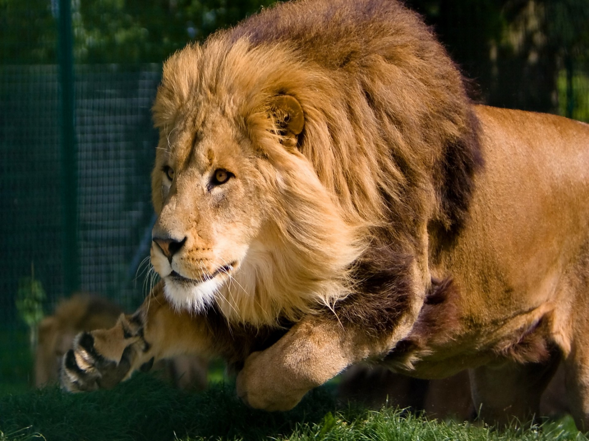 Descarga gratuita de fondo de pantalla para móvil de Animales, Gatos, León.