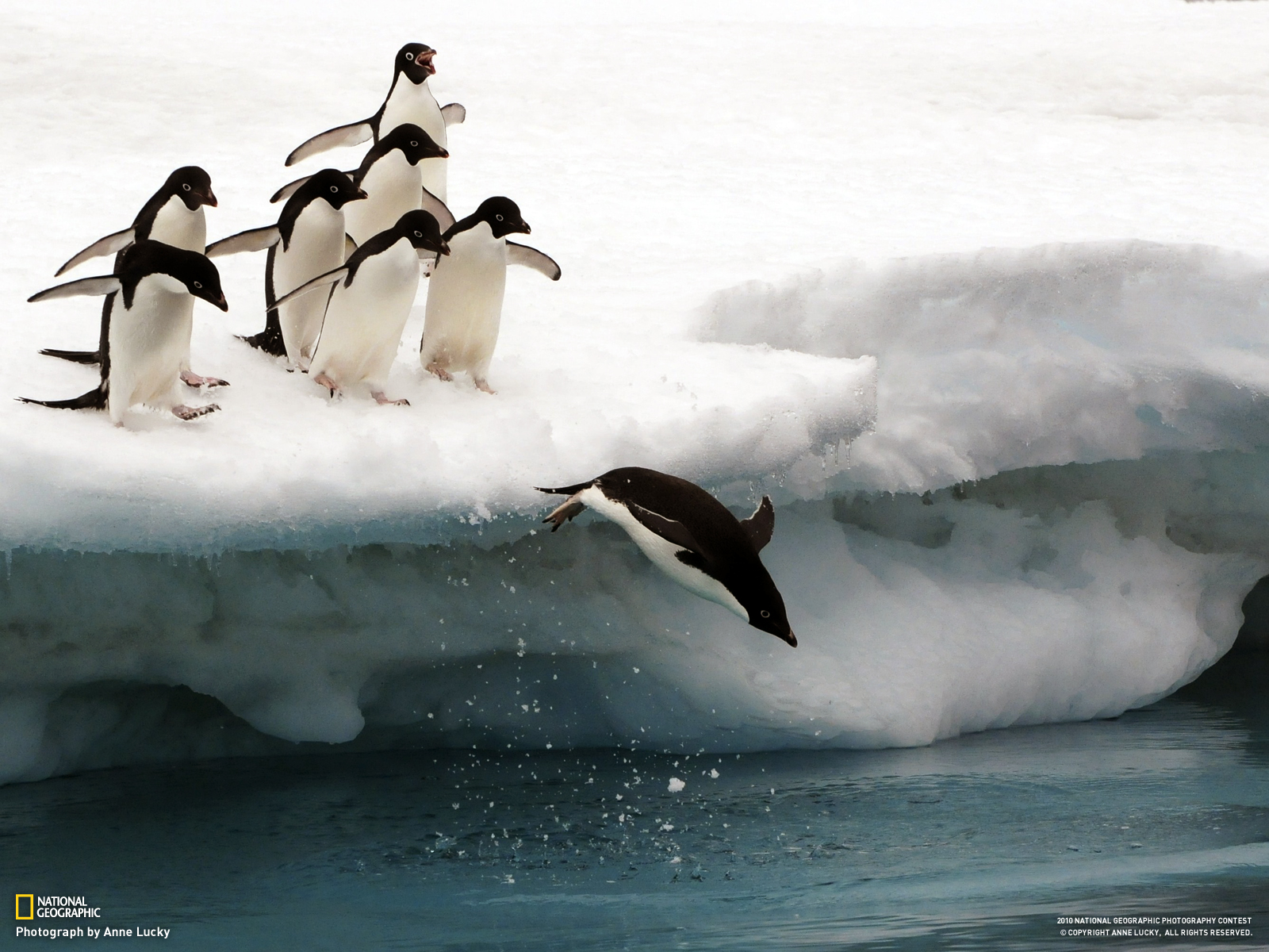 Baixar papel de parede para celular de Pinguim, Aves, Animais gratuito.