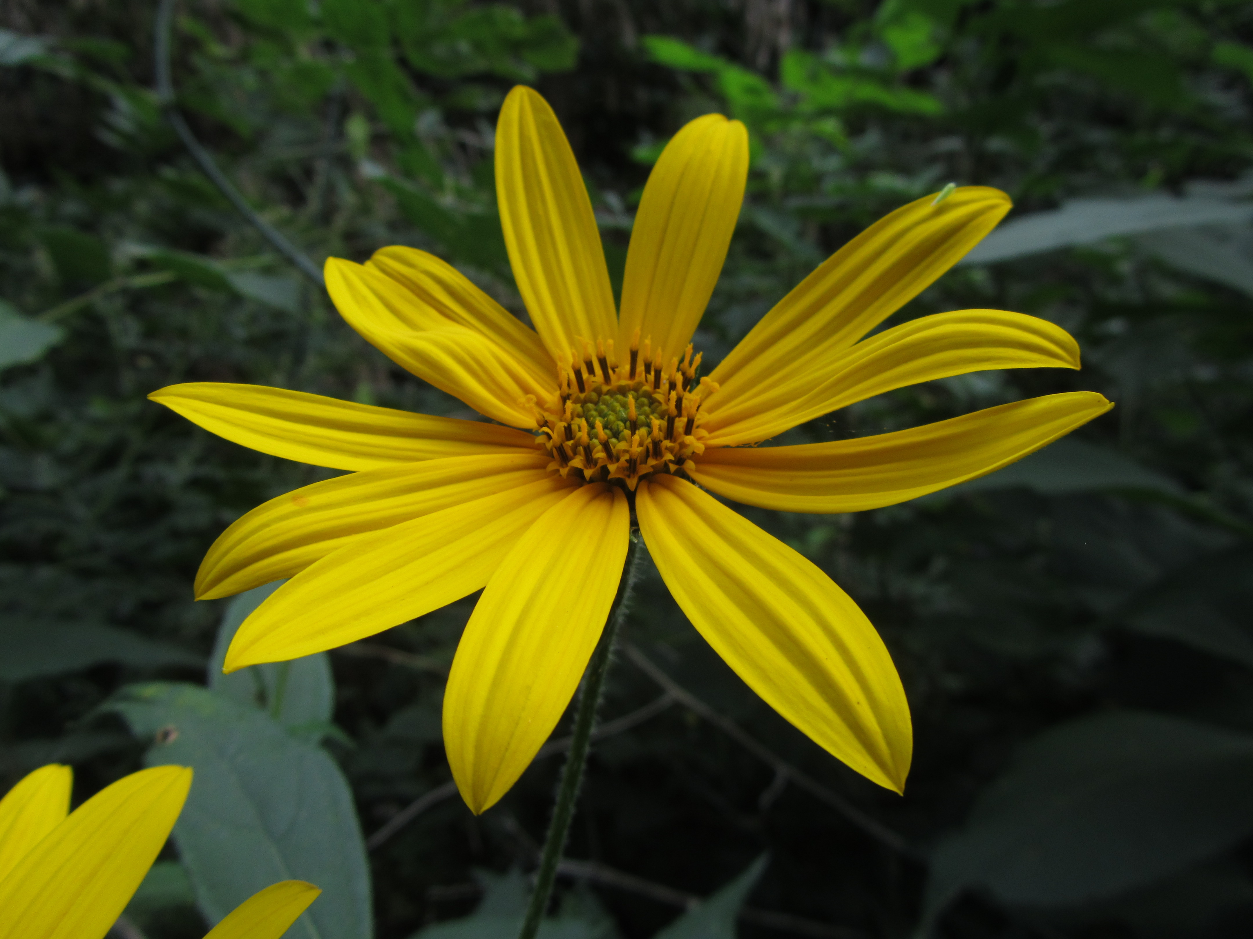 Descarga gratis la imagen Flor, Tierra/naturaleza en el escritorio de tu PC