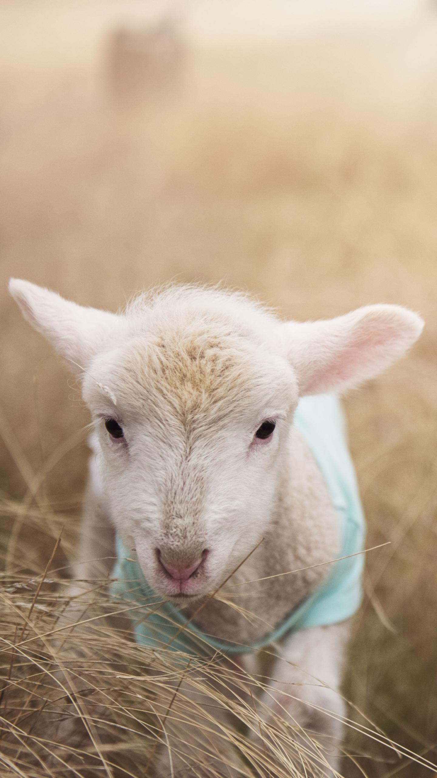 無料モバイル壁紙動物, 閉じる, 羊, 子羊, 赤ちゃん動物をダウンロードします。