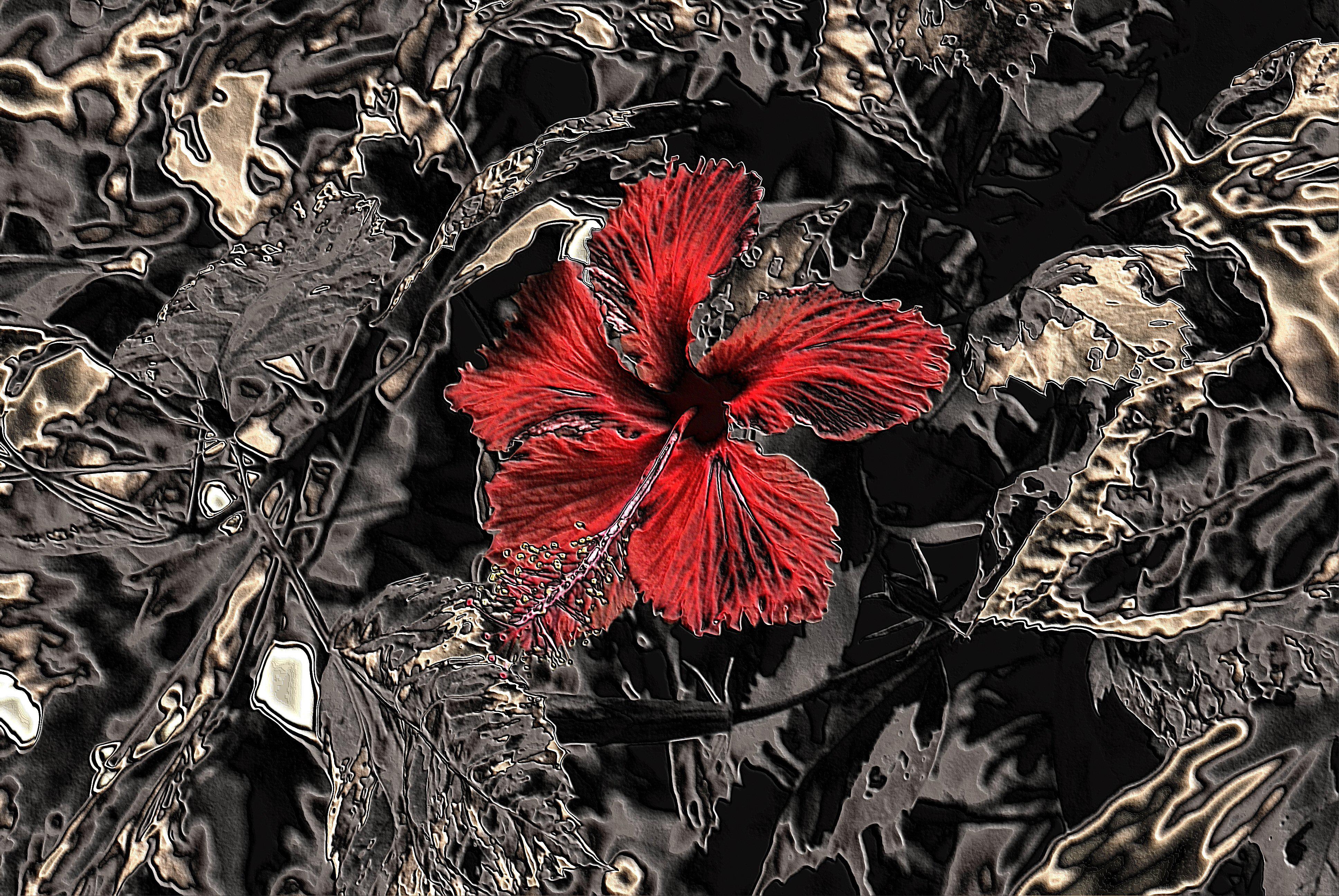 無料モバイル壁紙フラワーズ, 花, 芸術的, 赤い花をダウンロードします。