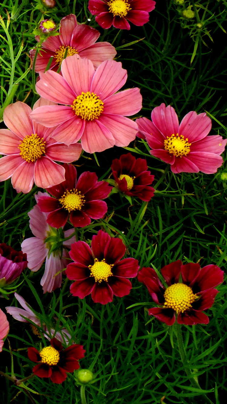 Download mobile wallpaper Flowers, Grass, Flower, Earth, Cosmos, Purple Flower, Pink Flower for free.