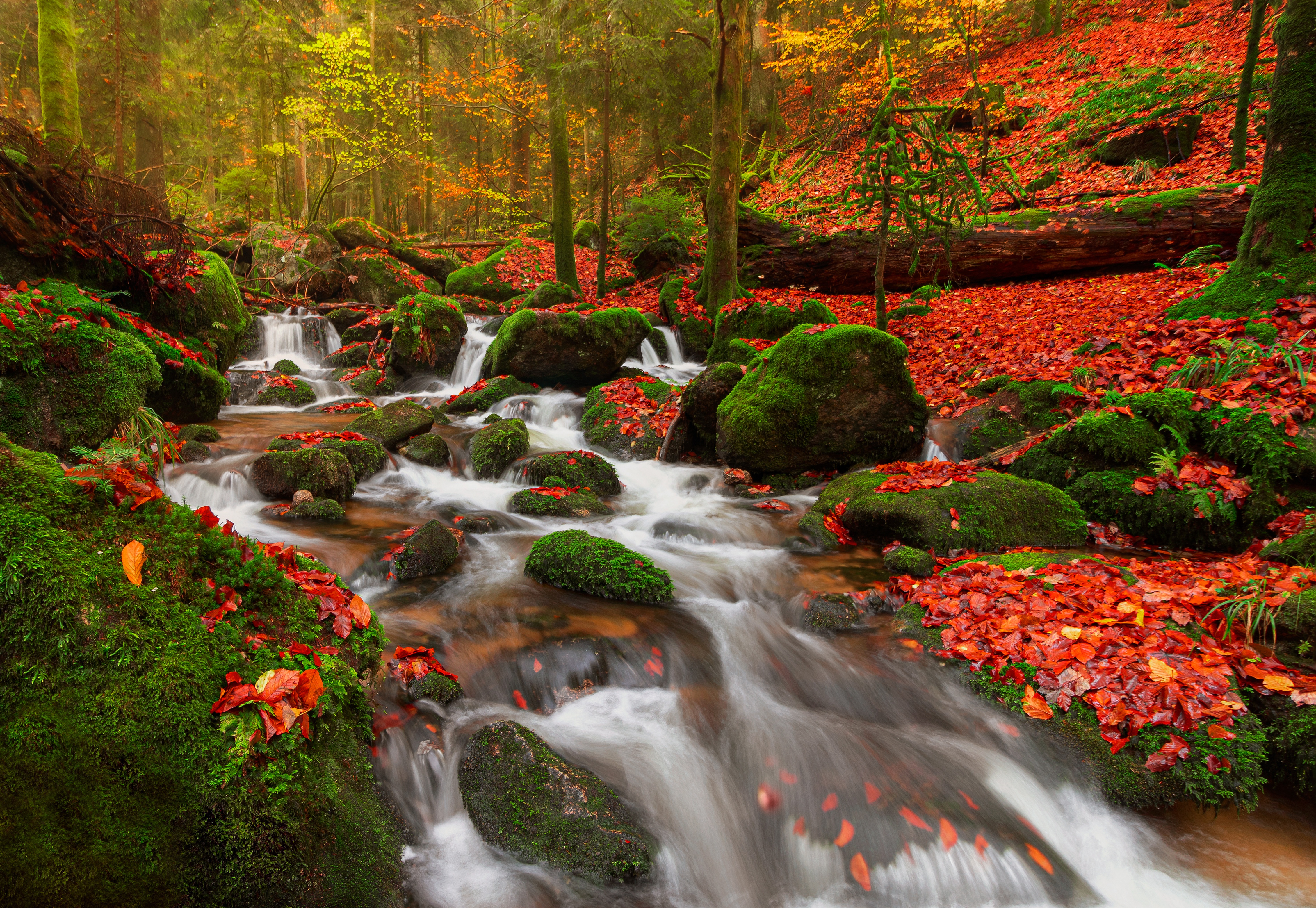 Скачать картинку Осень, Лес, Мох, Ручей, Германия, Земля/природа в телефон бесплатно.