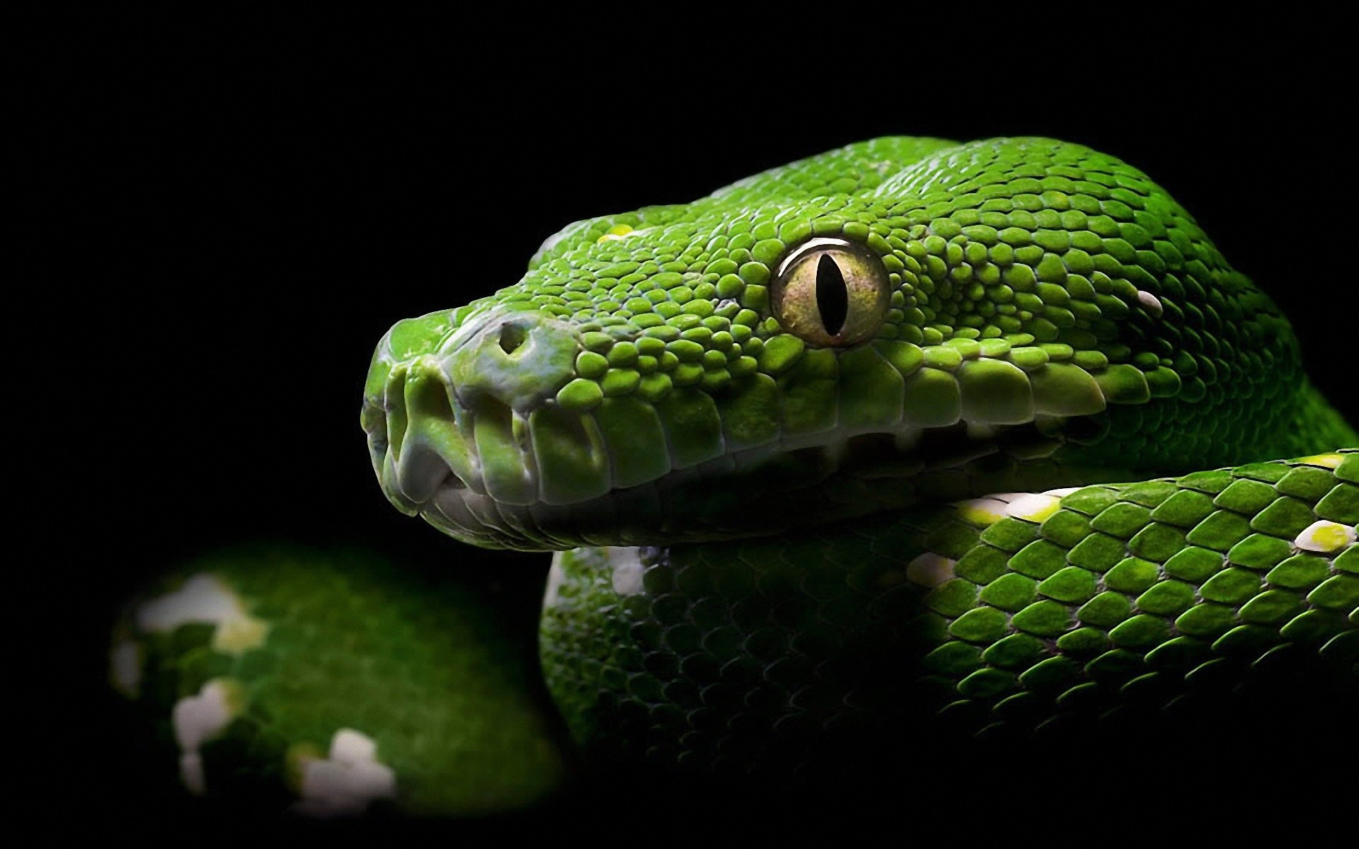 Скачати мобільні шпалери Python, Змія, Рептилії, Тварина безкоштовно.