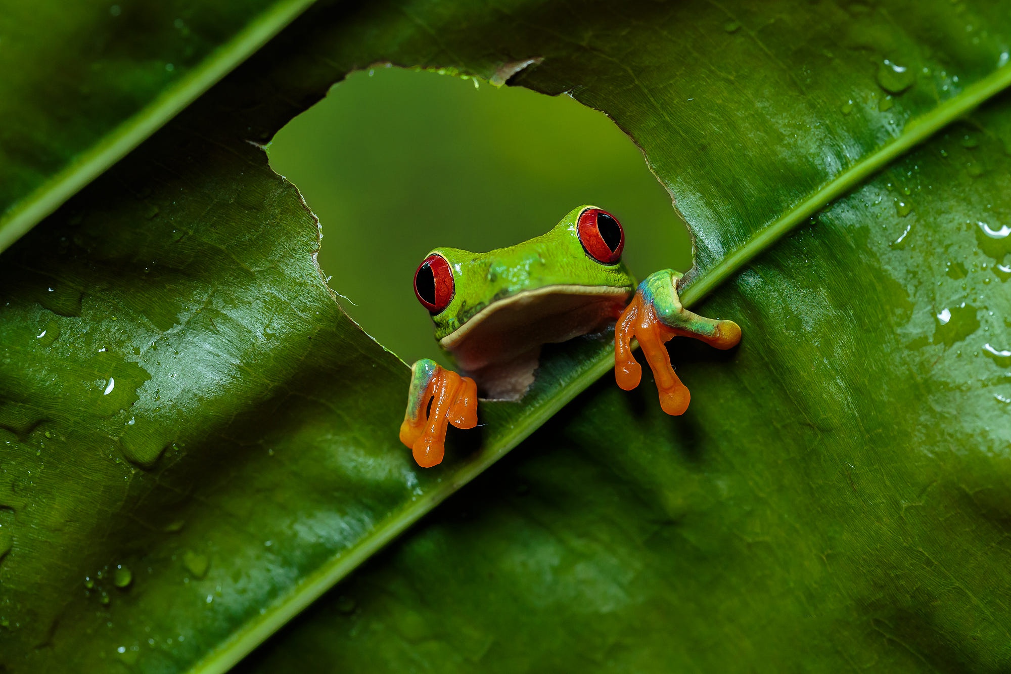 Download mobile wallpaper Frogs, Animal, Frog, Amphibian, Red Eyed Tree Frog for free.