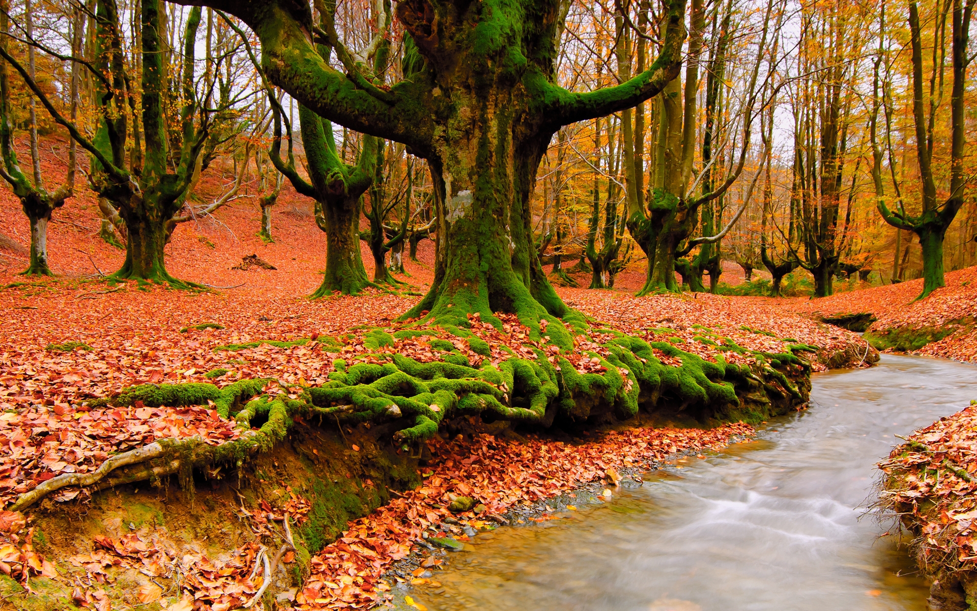 Laden Sie das Bäume, Landschaft, Flüsse, Herbst-Bild kostenlos auf Ihren PC-Desktop herunter