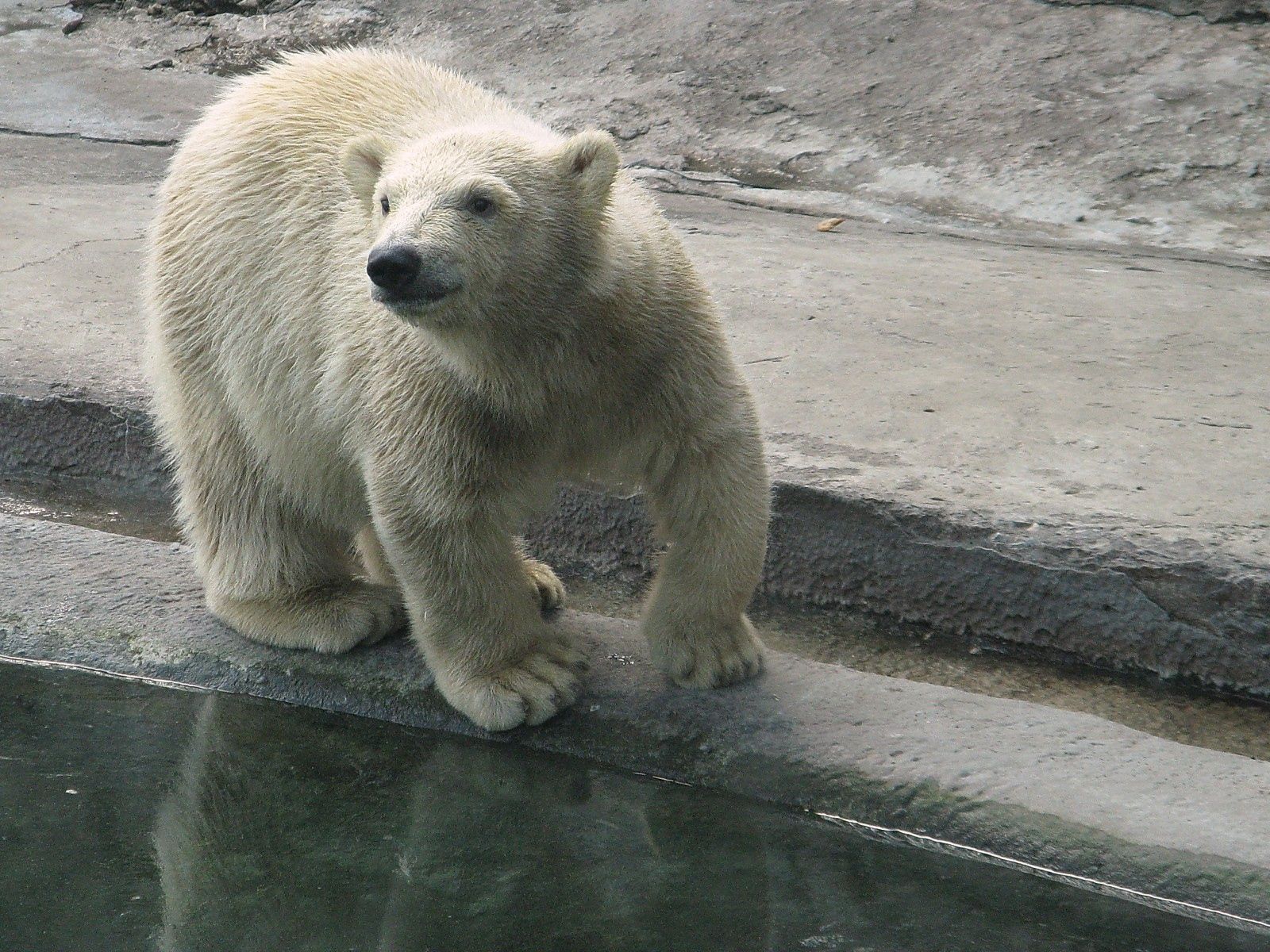 animals, water, polar bear, reserve