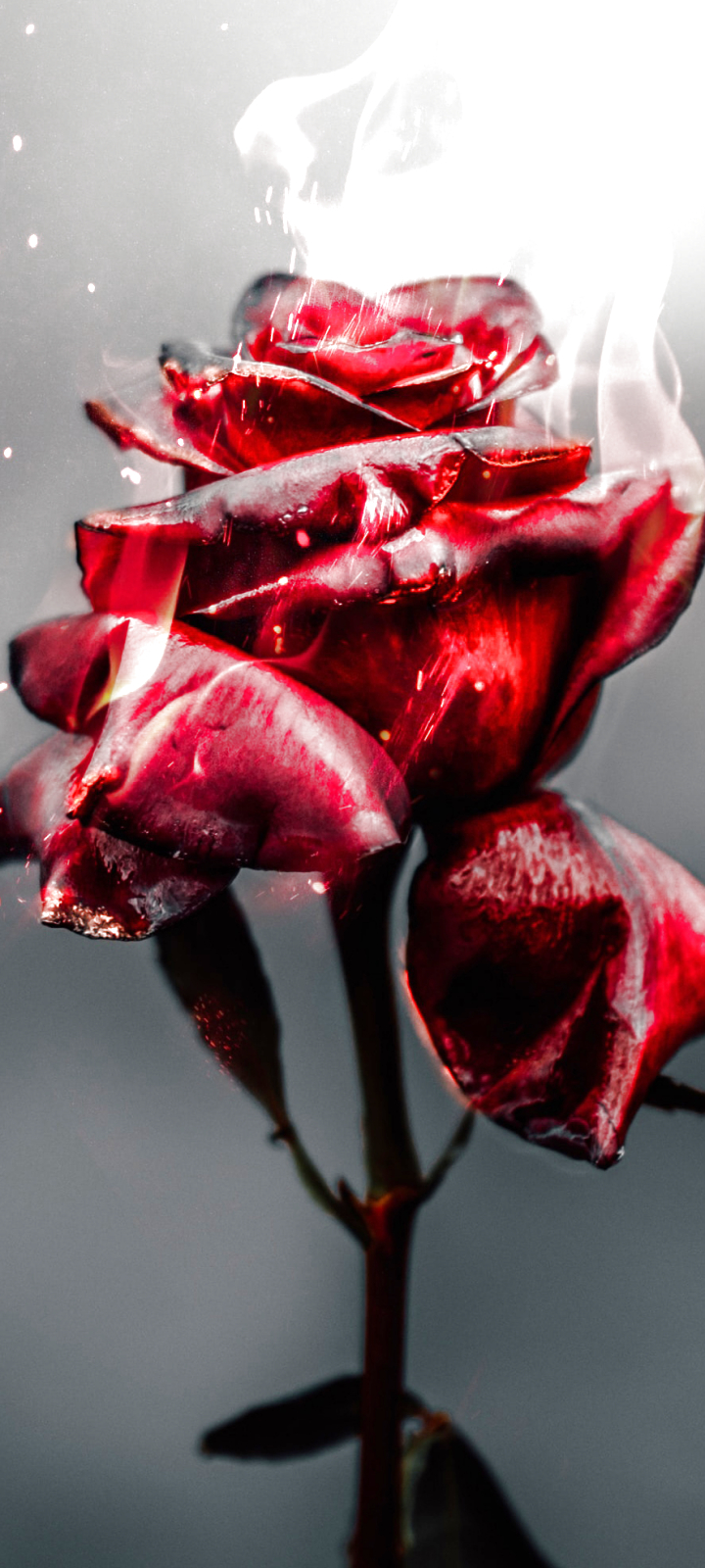 Handy-Wallpaper Rose, Künstlerisch kostenlos herunterladen.