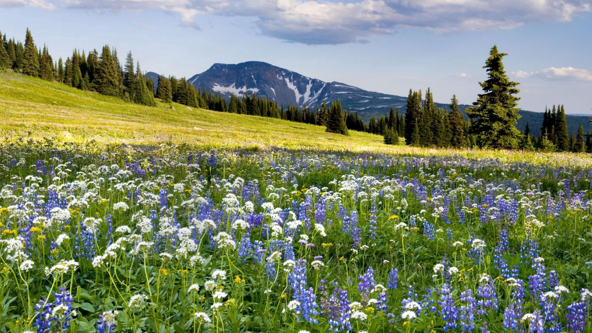 meadow, nature, flowers, mountains, slope