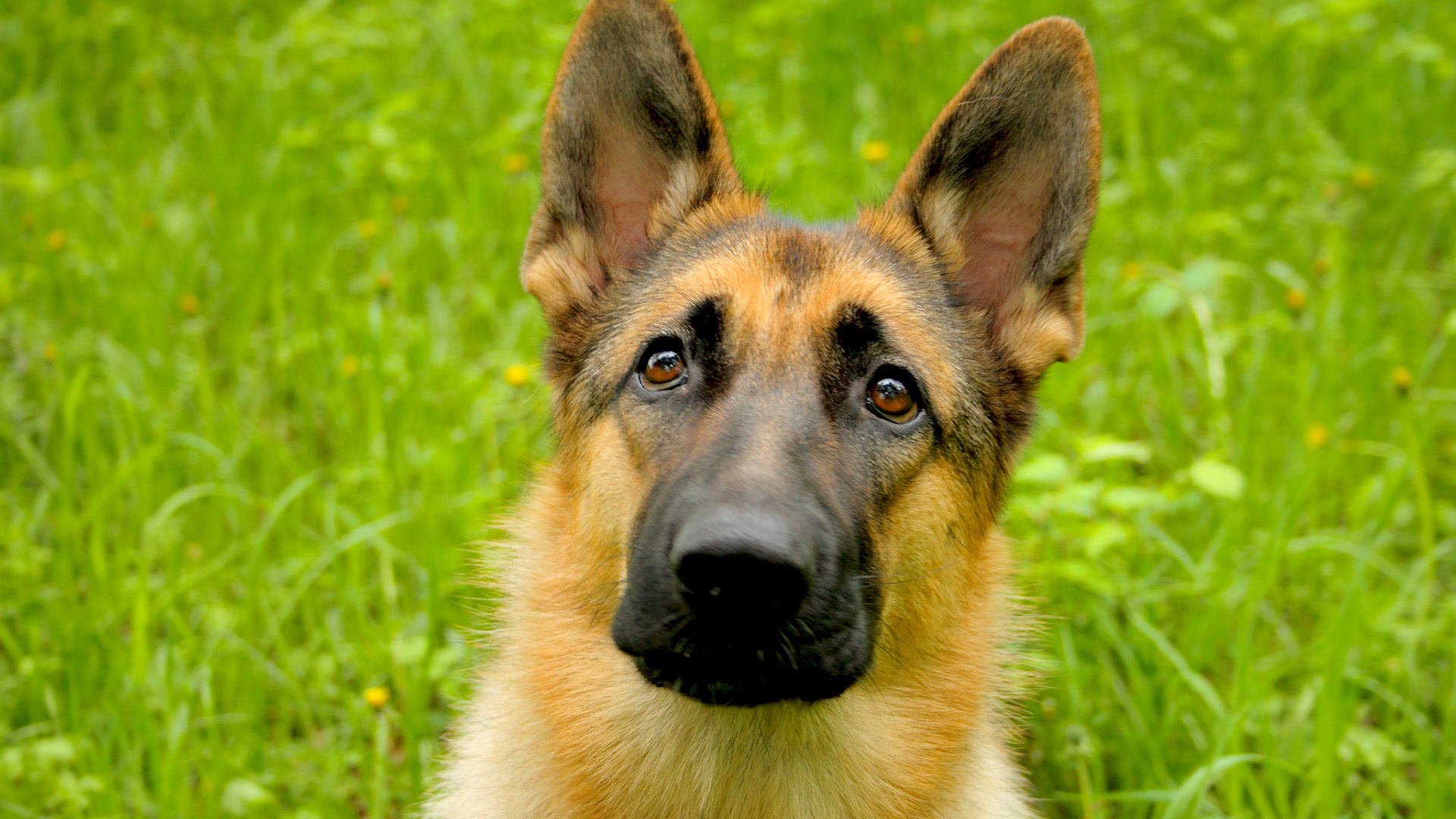 Téléchargez des papiers peints mobile Berger Allemand, Chiens, Chien, Animaux gratuitement.