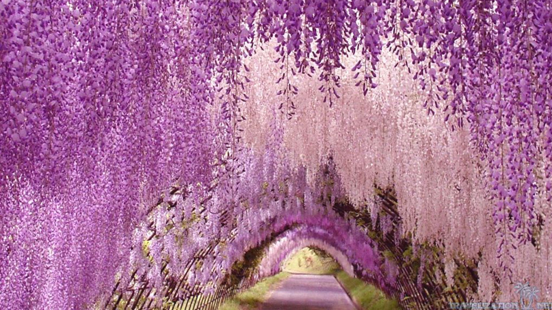 無料モバイル壁紙花, 地球, トンネル, 藤, 白い花, 紫色の花をダウンロードします。