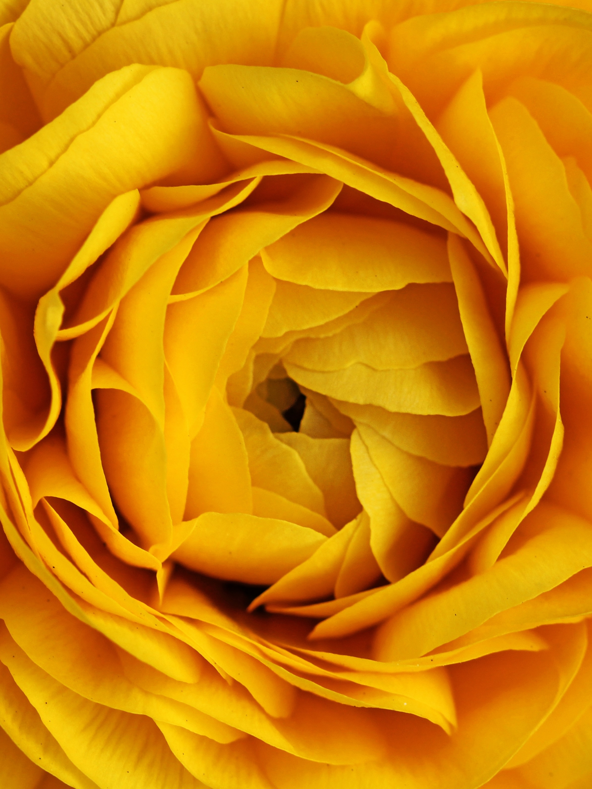 Скачать картинку Роза, Крупный План, Желтый Цветок, Земля/природа, Желтая Роза, Флауэрсы в телефон бесплатно.