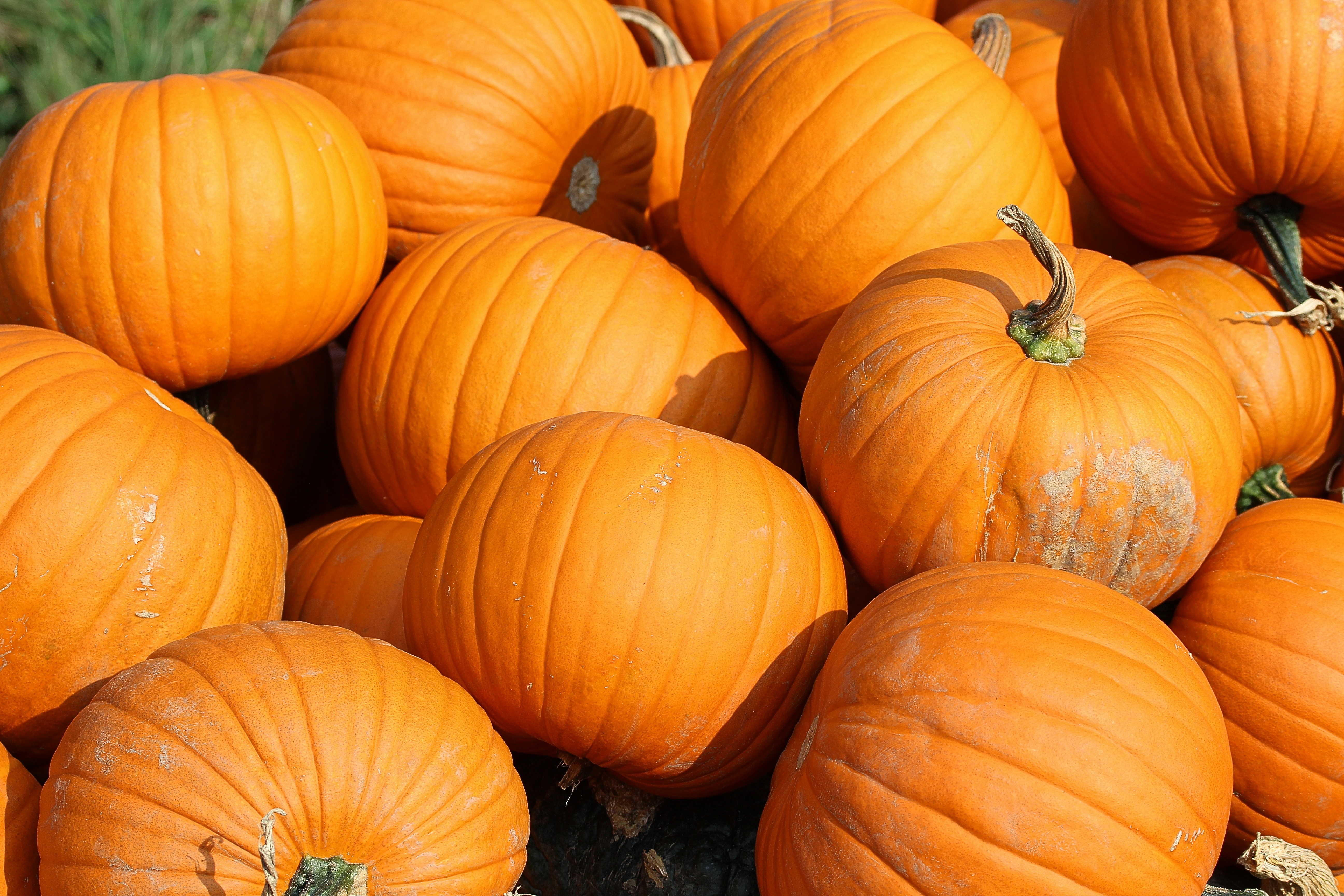 Laden Sie das Lebensmittel, Gemüse, Kürbis, Herbst-Bild kostenlos auf Ihren PC-Desktop herunter