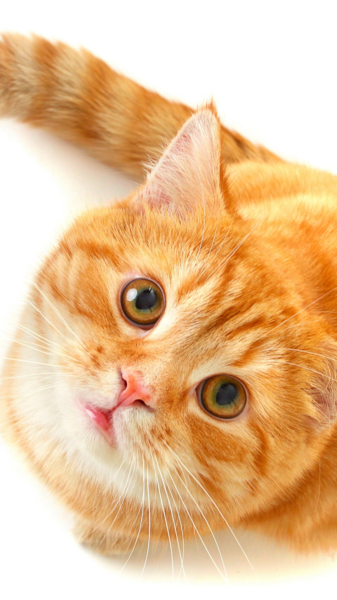 Download mobile wallpaper Cats, Cat, Animal for free.