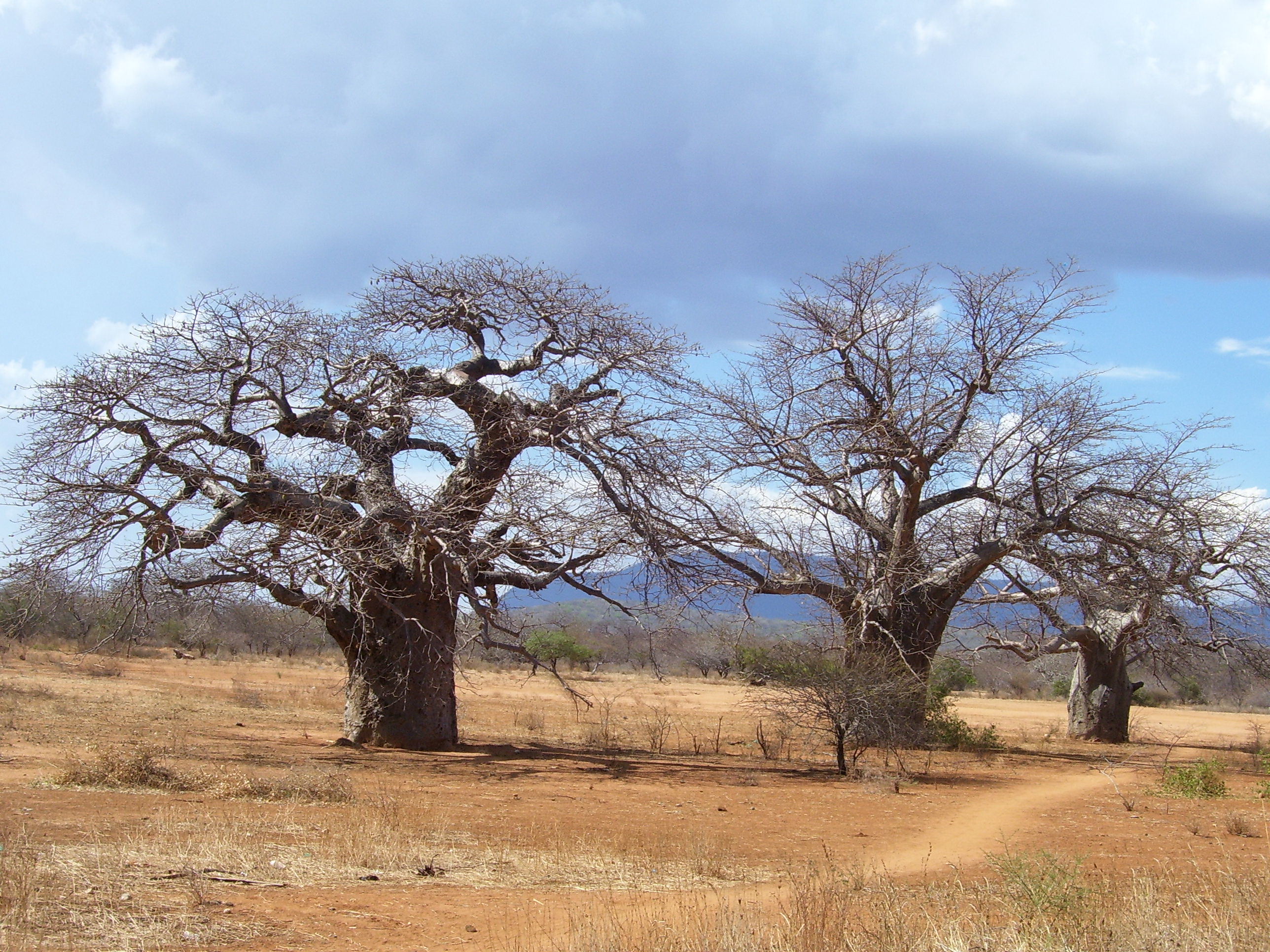 earth, baobab tree