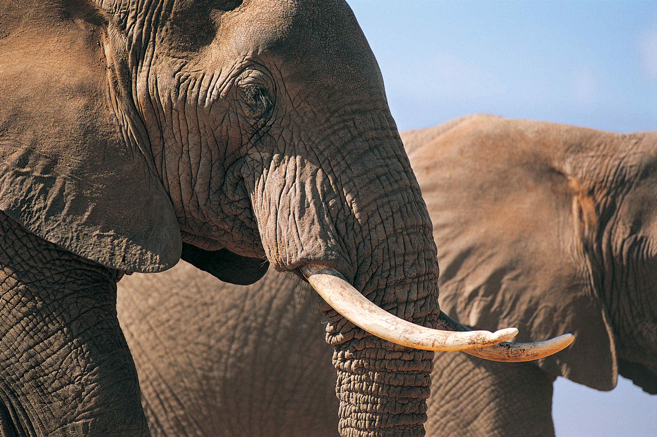Handy-Wallpaper Tiere, Nahansicht, Elefanten, Afrikanischer Elefant kostenlos herunterladen.