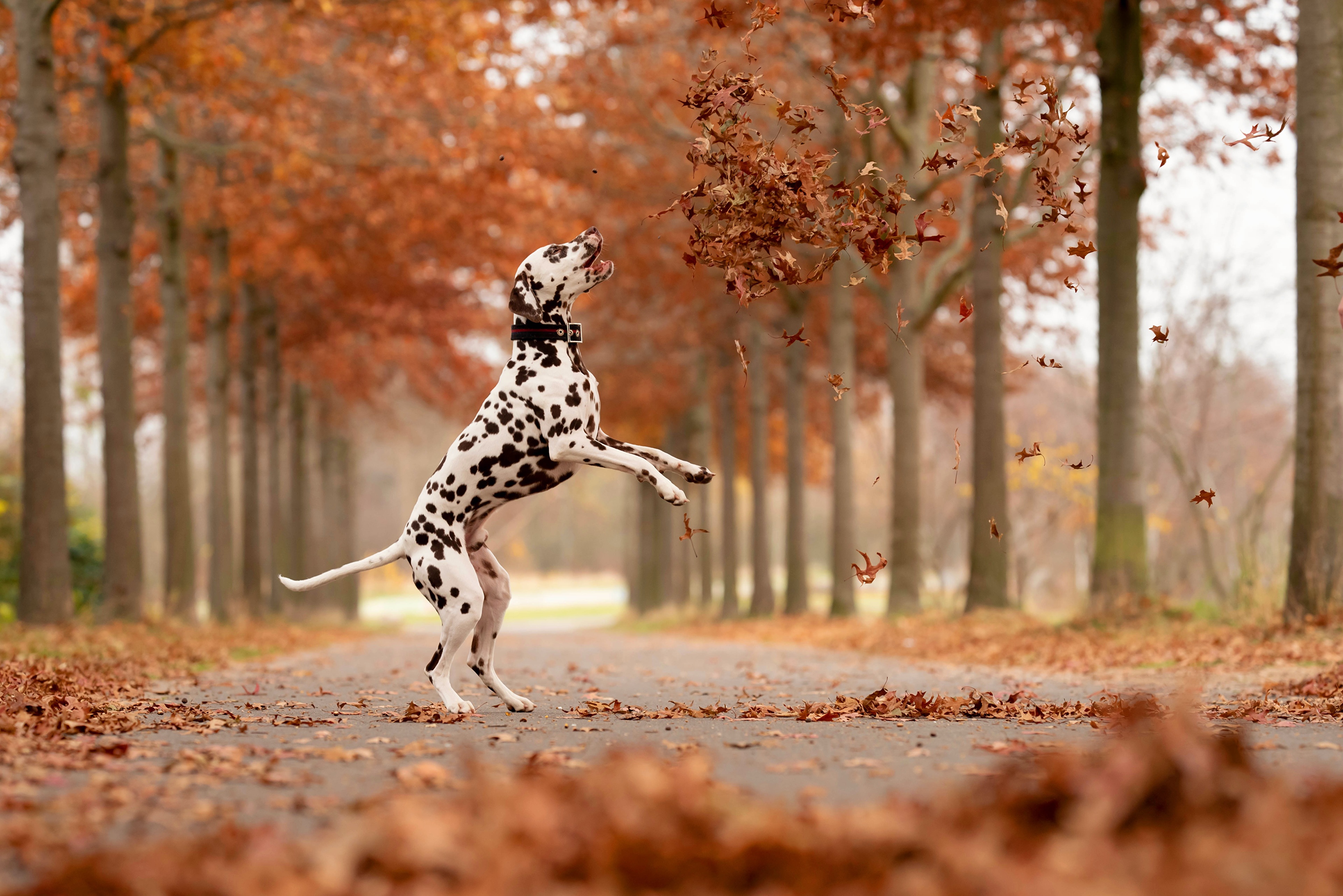 Download mobile wallpaper Dogs, Fall, Animal, Dalmatian for free.