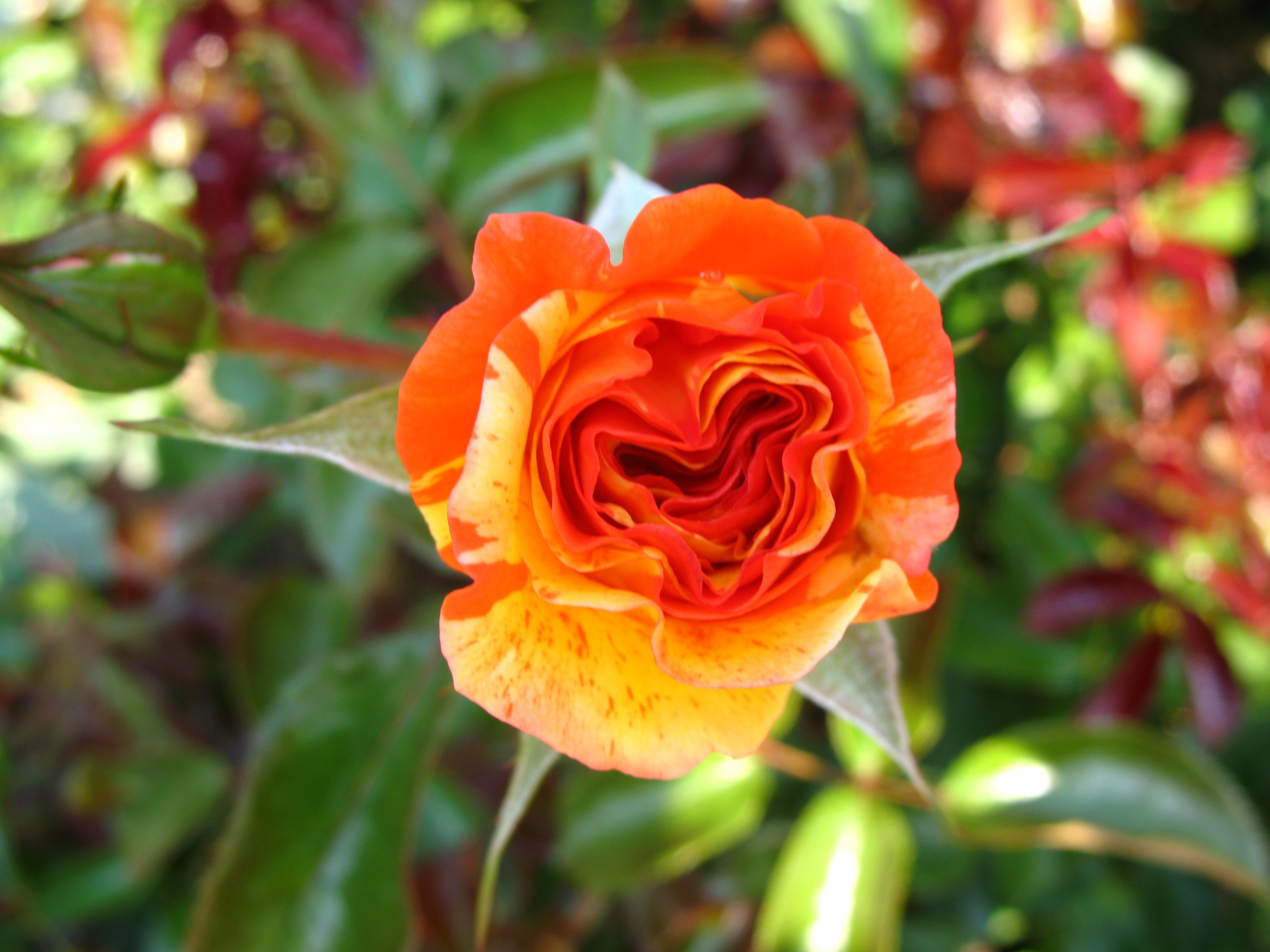 Téléchargez gratuitement l'image Fleurs, Rose, Terre/nature sur le bureau de votre PC