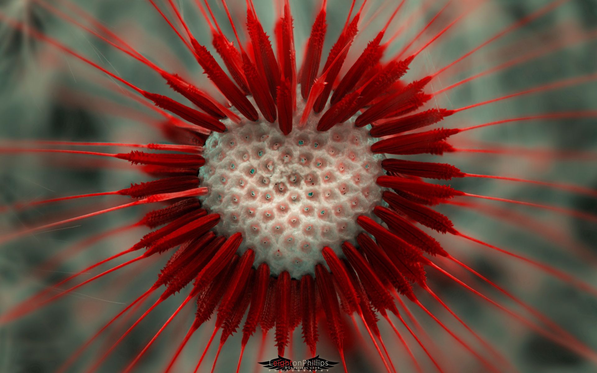 white, red, flower, macro, heart, dandelion, seeds, seed
