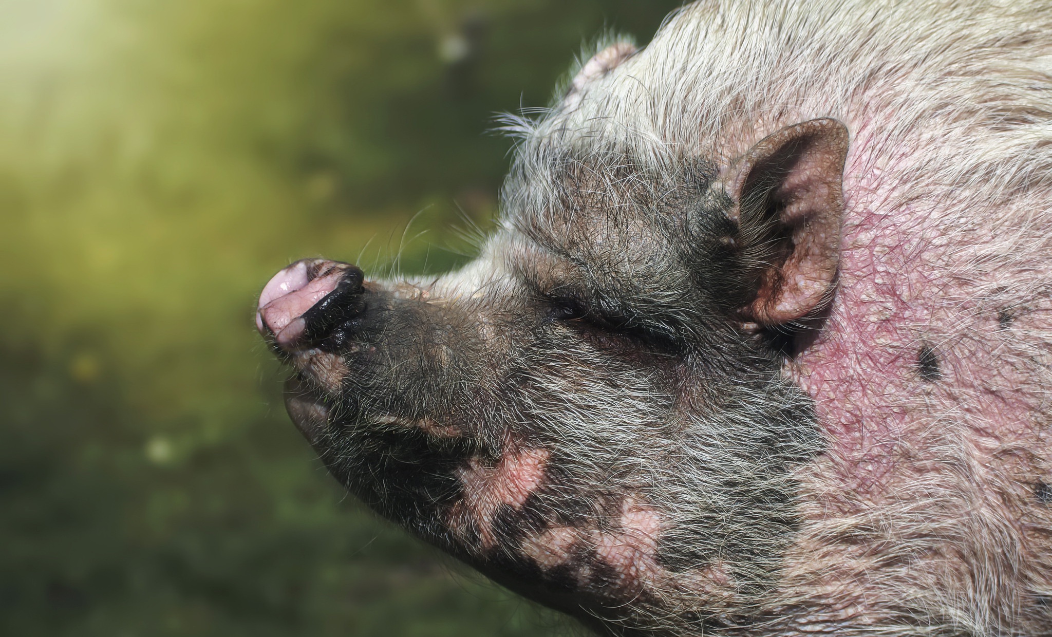 Baixe gratuitamente a imagem Animais, Porco na área de trabalho do seu PC