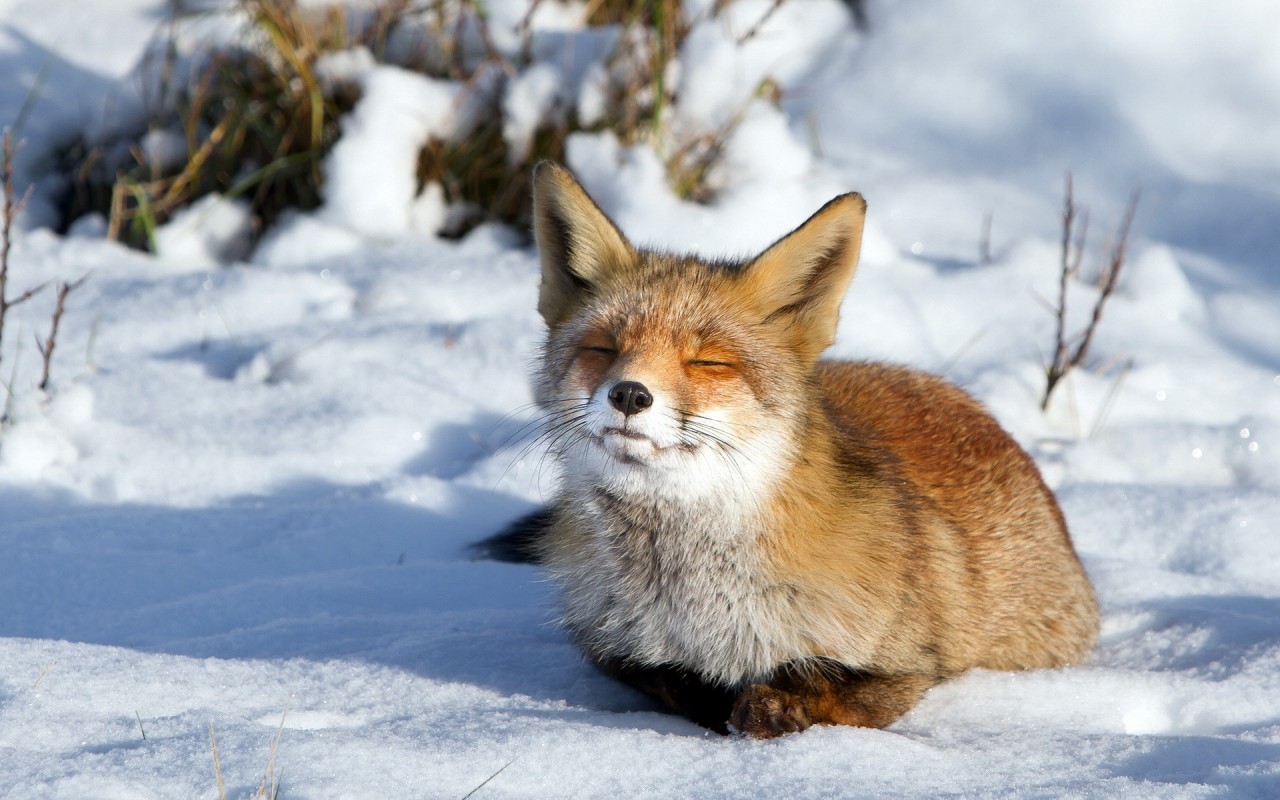 Handy-Wallpaper Winter, Schnee, Fox, Tiere kostenlos herunterladen.