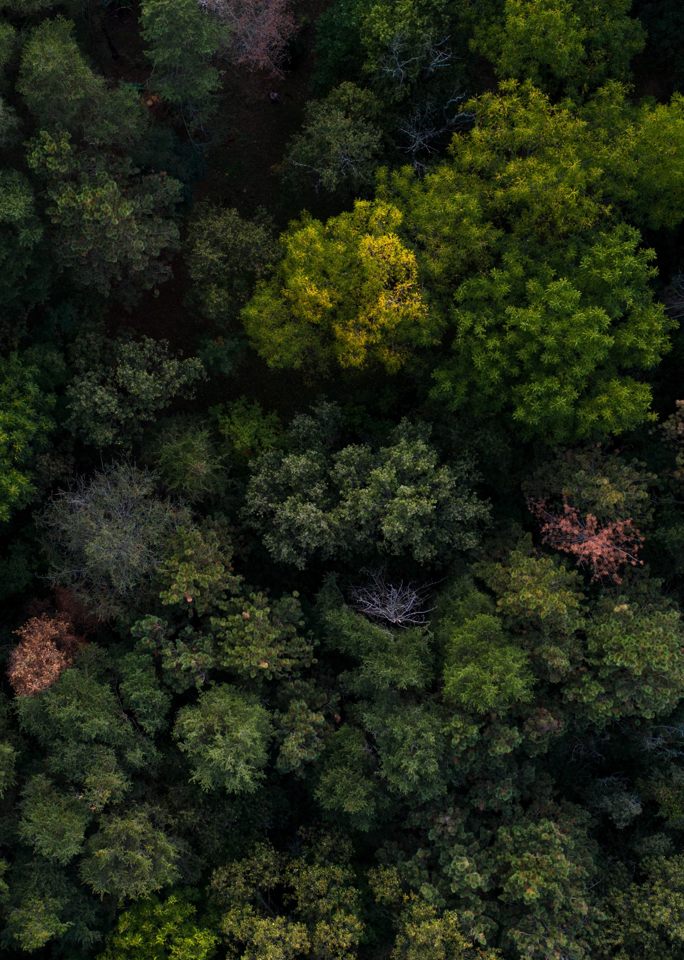 Скачати мобільні шпалери Вид Зверху, Дерева, Ліс, Природа безкоштовно.