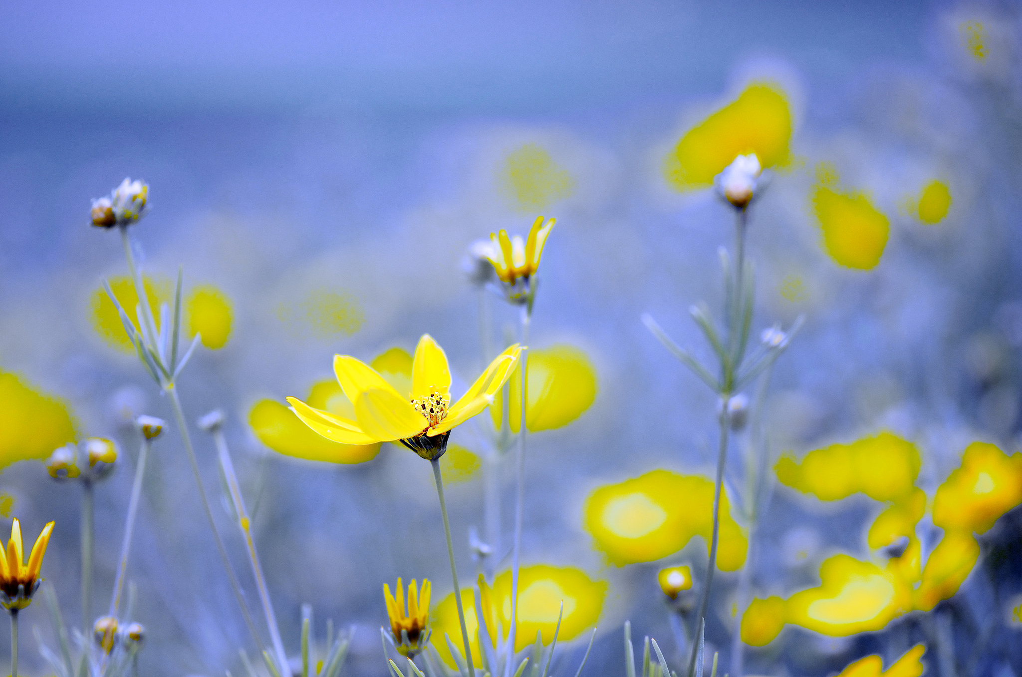 Handy-Wallpaper Natur, Blumen, Blume, Gelbe Blume, Erde/natur kostenlos herunterladen.