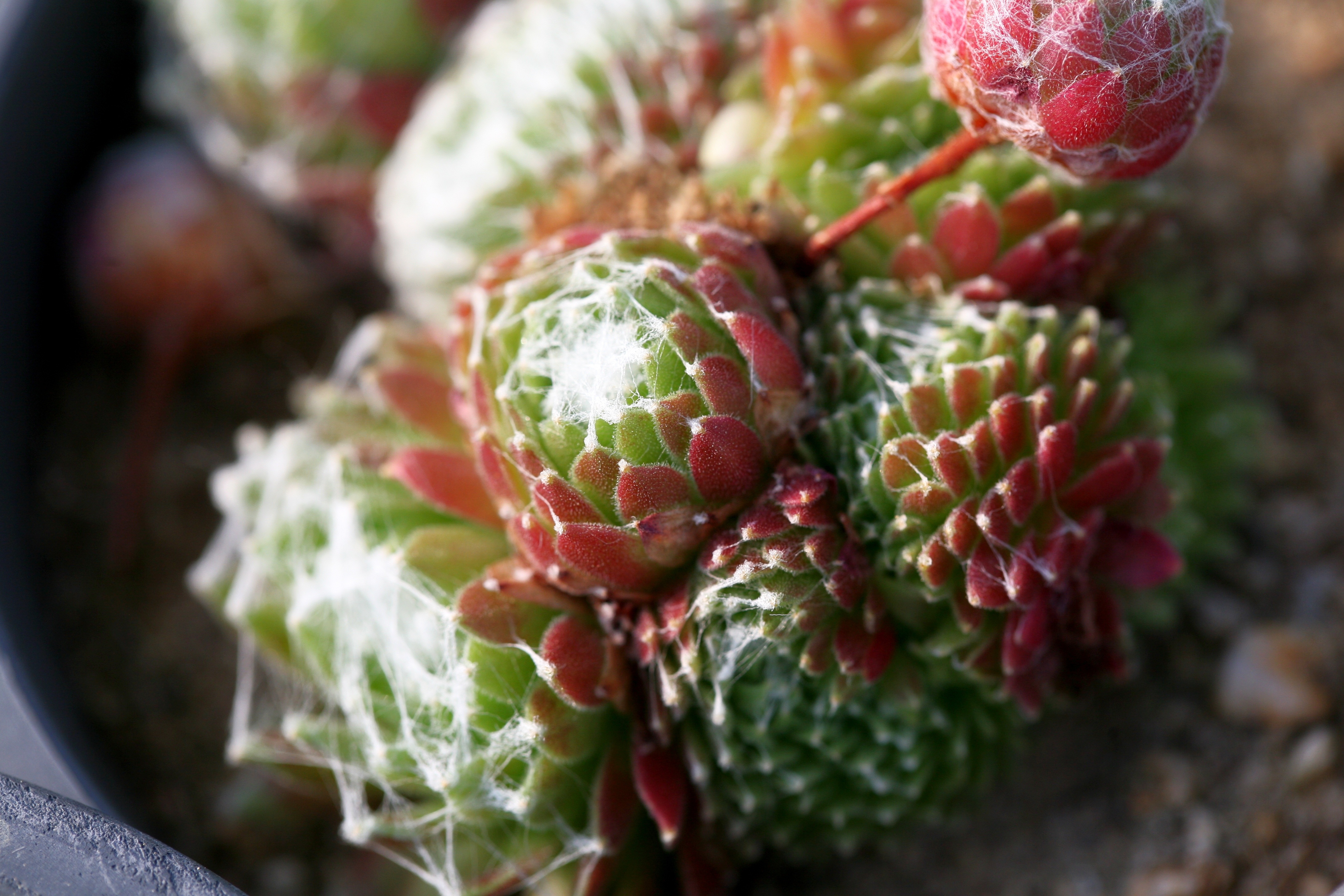 Free download wallpaper Flower, Macro, Cactus, Thorns, Prickles on your PC desktop